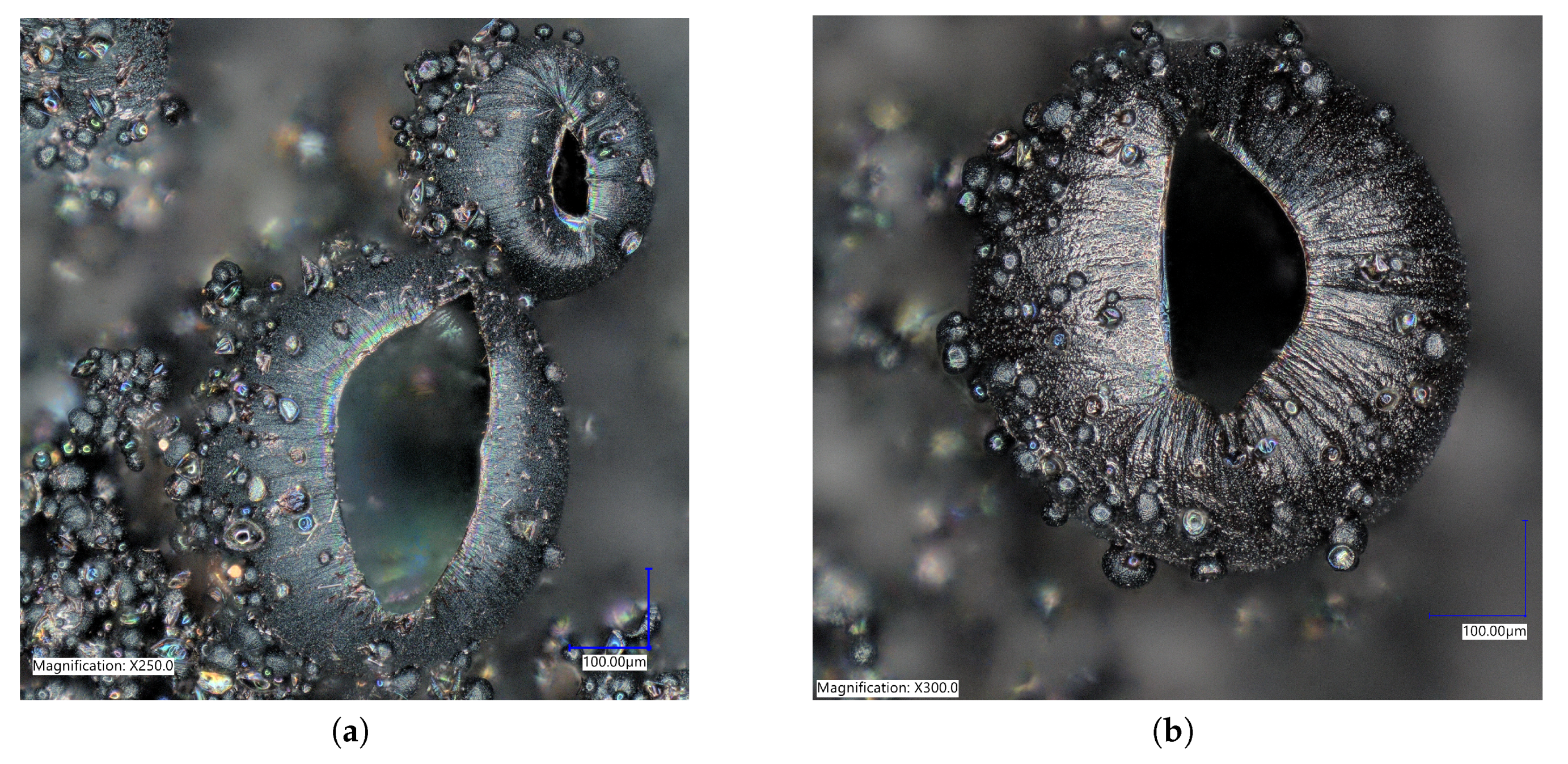 Ijms 21 08114 g004 Ijms 21 08114 g004