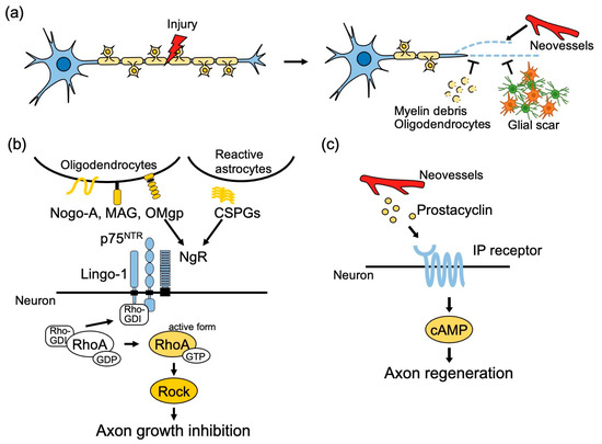 Molecular Mechanisms of Central Nervous System Axonal Regeneration and ...