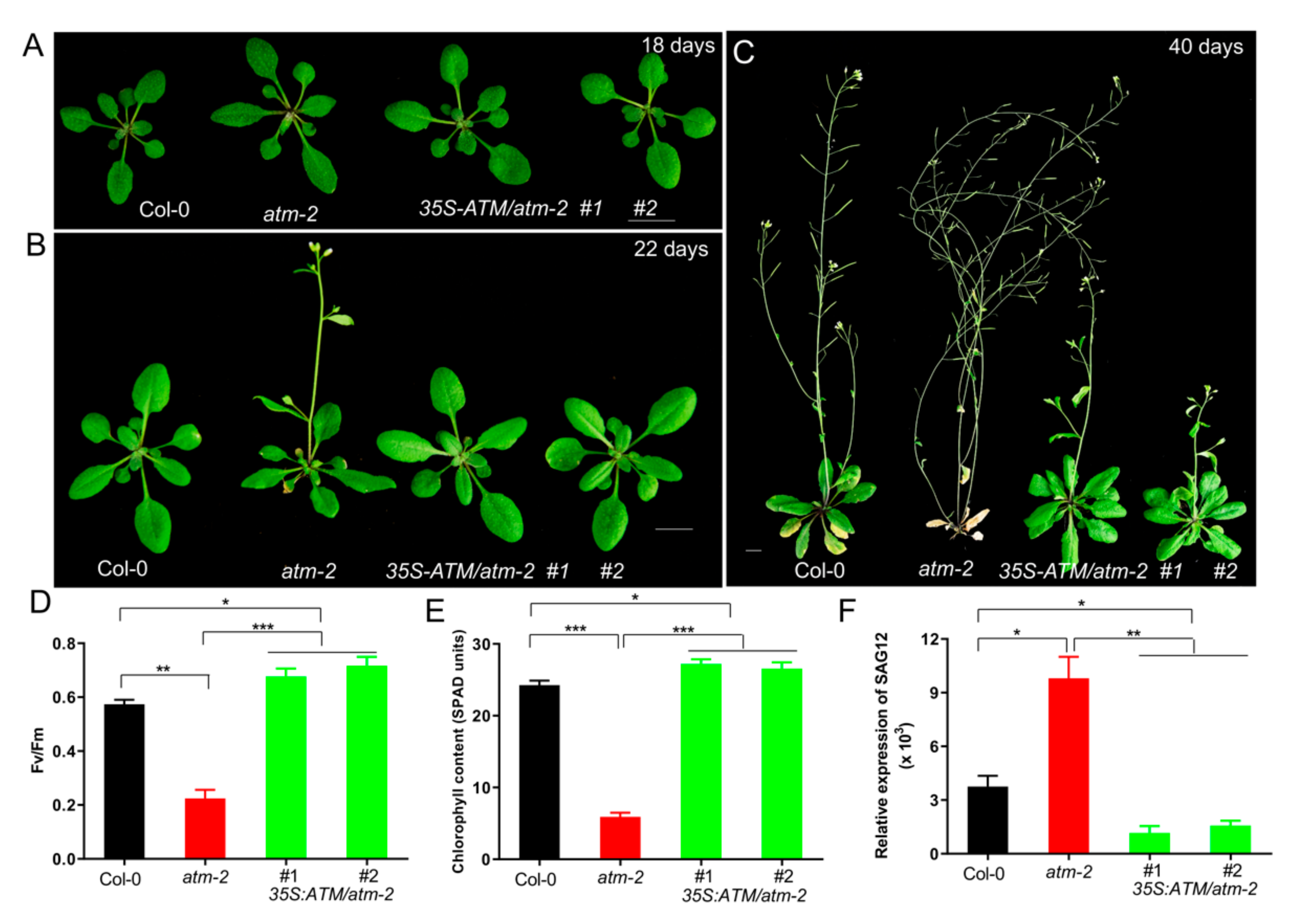 Ijms 21 08120 g001 Ijms 21 08120 g001