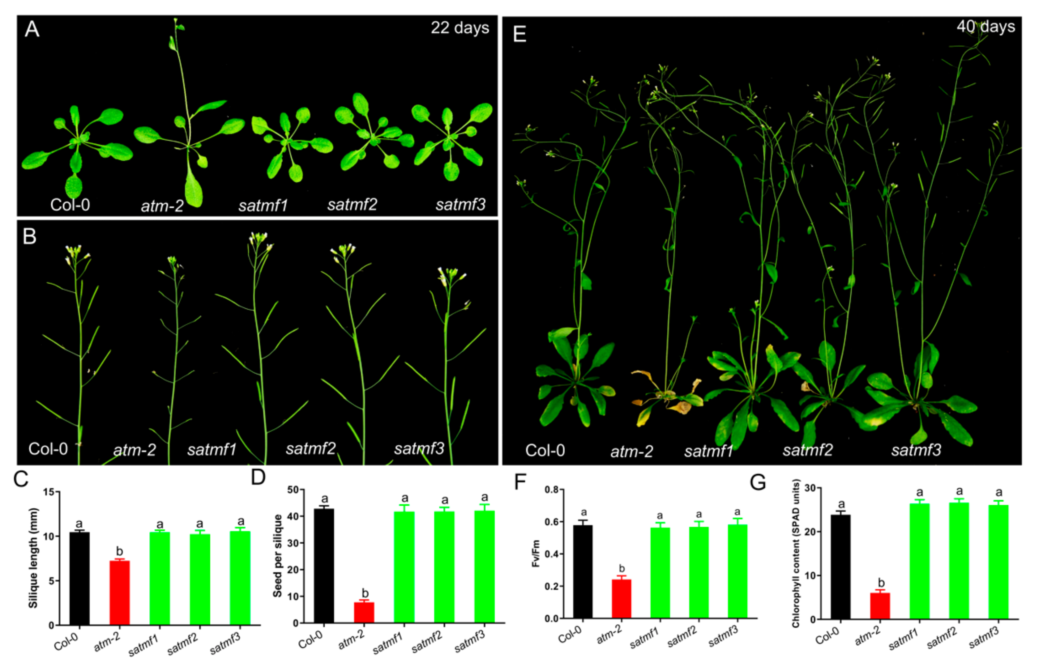 Ijms 21 08120 g002 Ijms 21 08120 g002