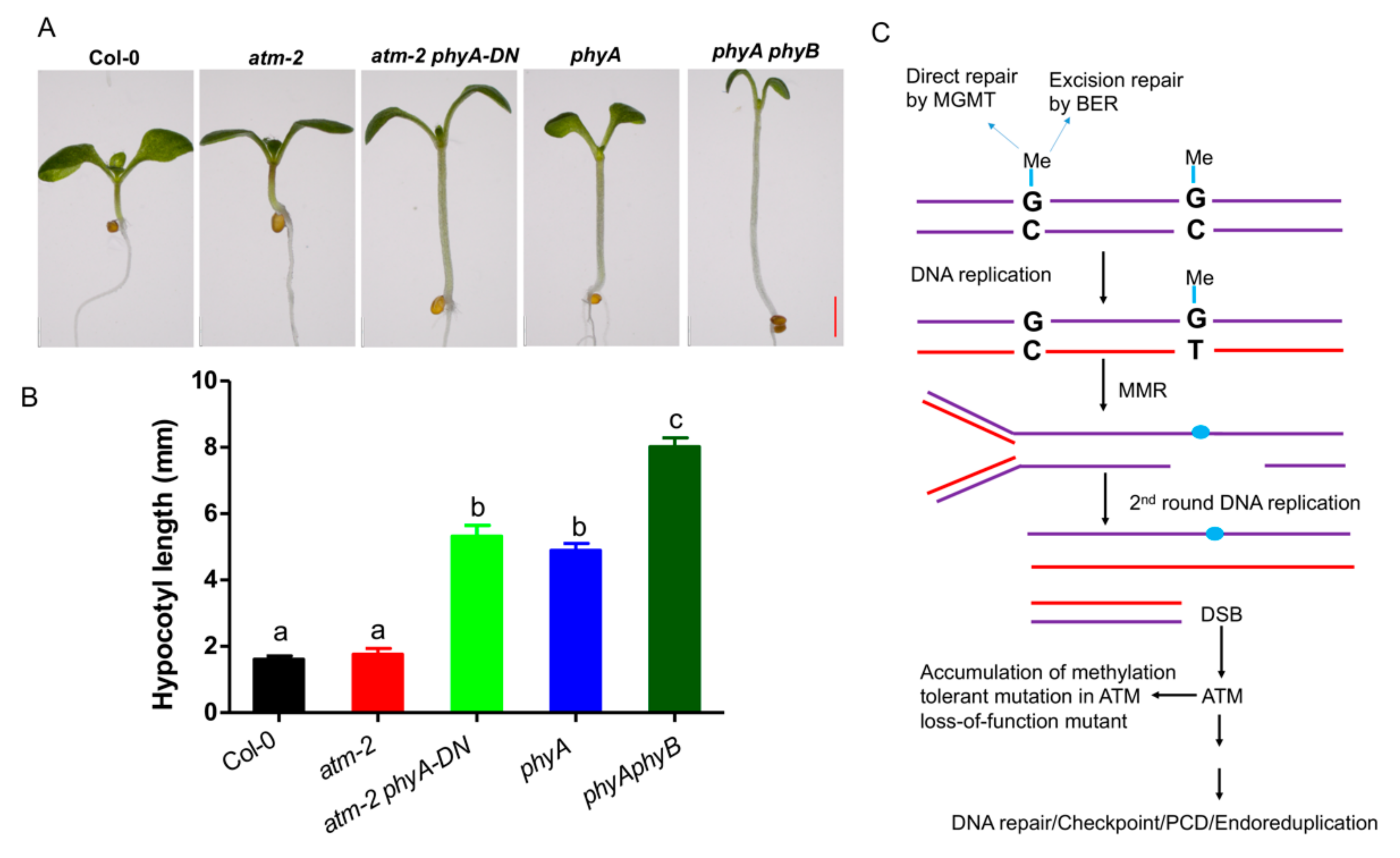 Ijms 21 08120 g004 Ijms 21 08120 g004