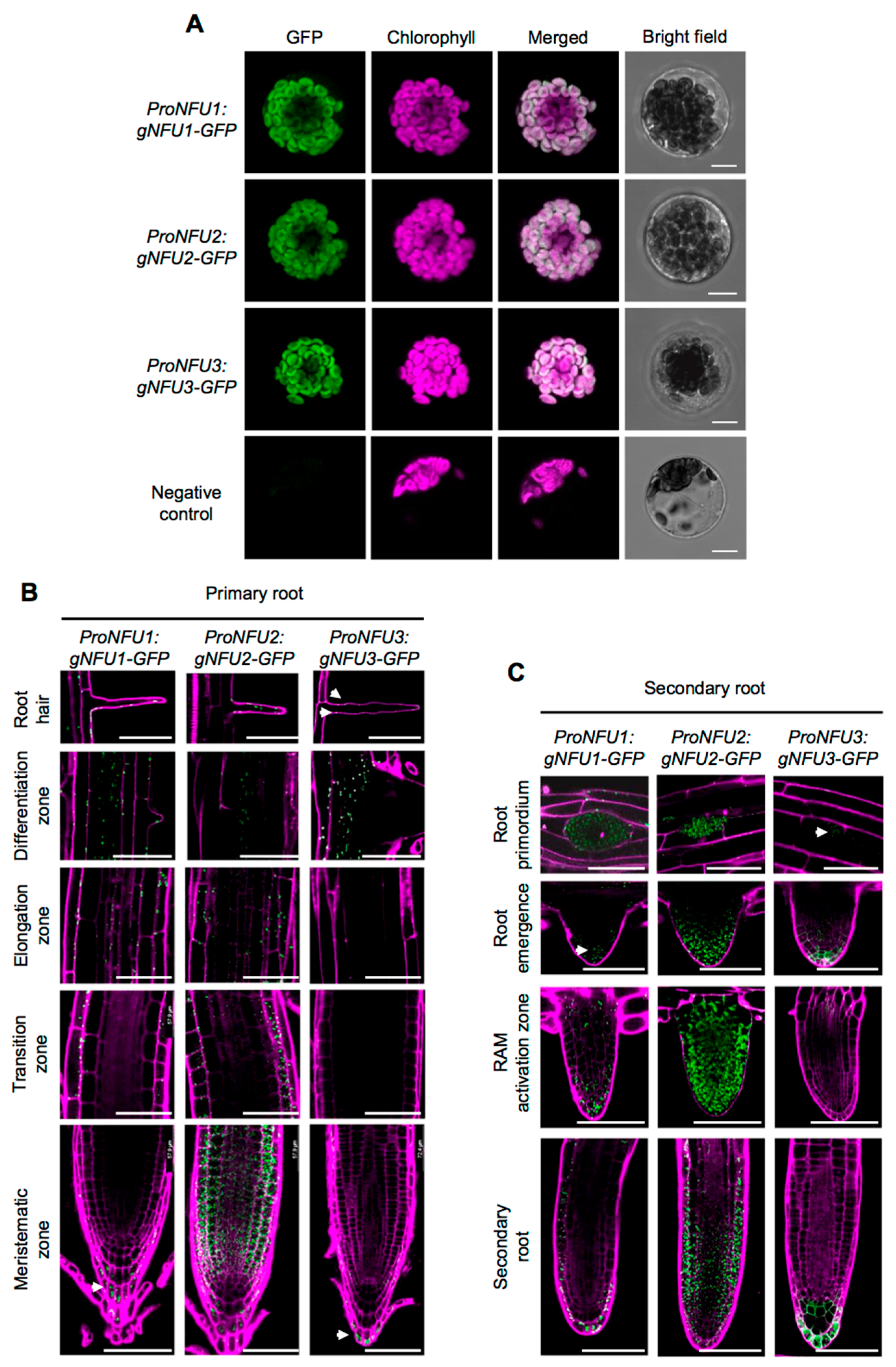 Ijms 21 08121 g002 Ijms 21 08121 g002
