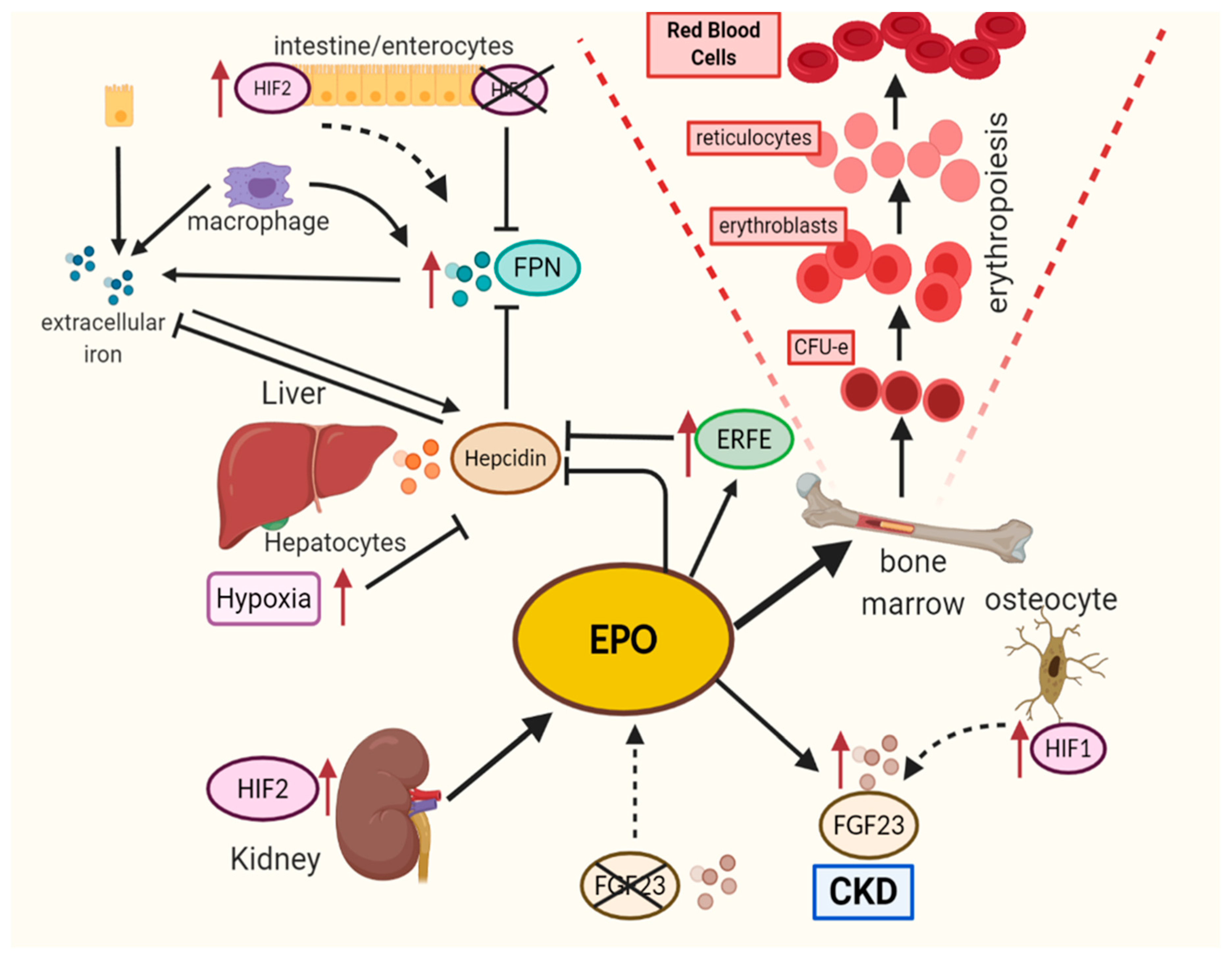Hypoxia Pathway Proteins are Master Regulators of Erythropoiesis