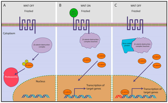 Viruses in Cancers of the Digestive System: Active