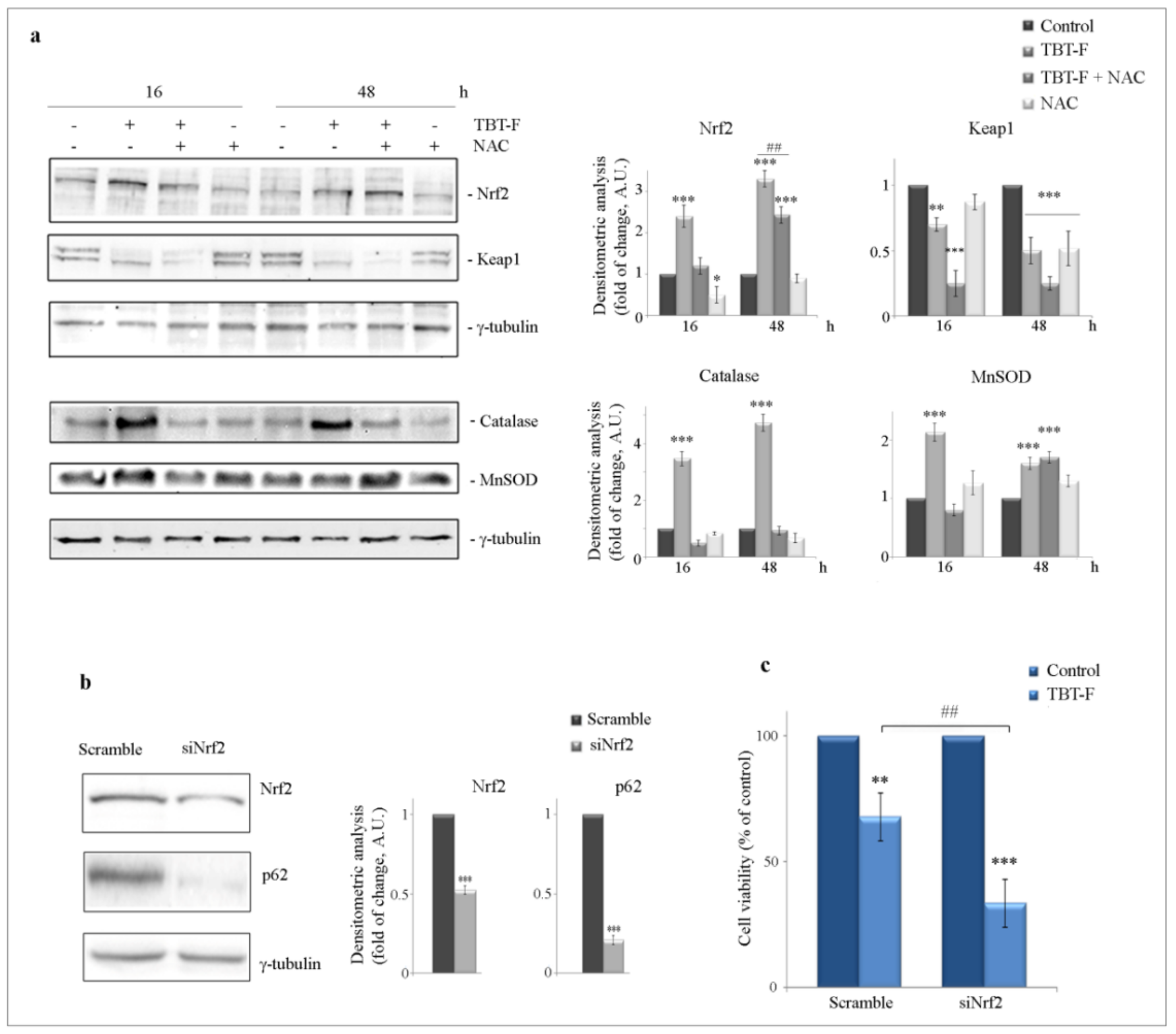 Ijms 21 08135 g003 Ijms 21 08135 g003