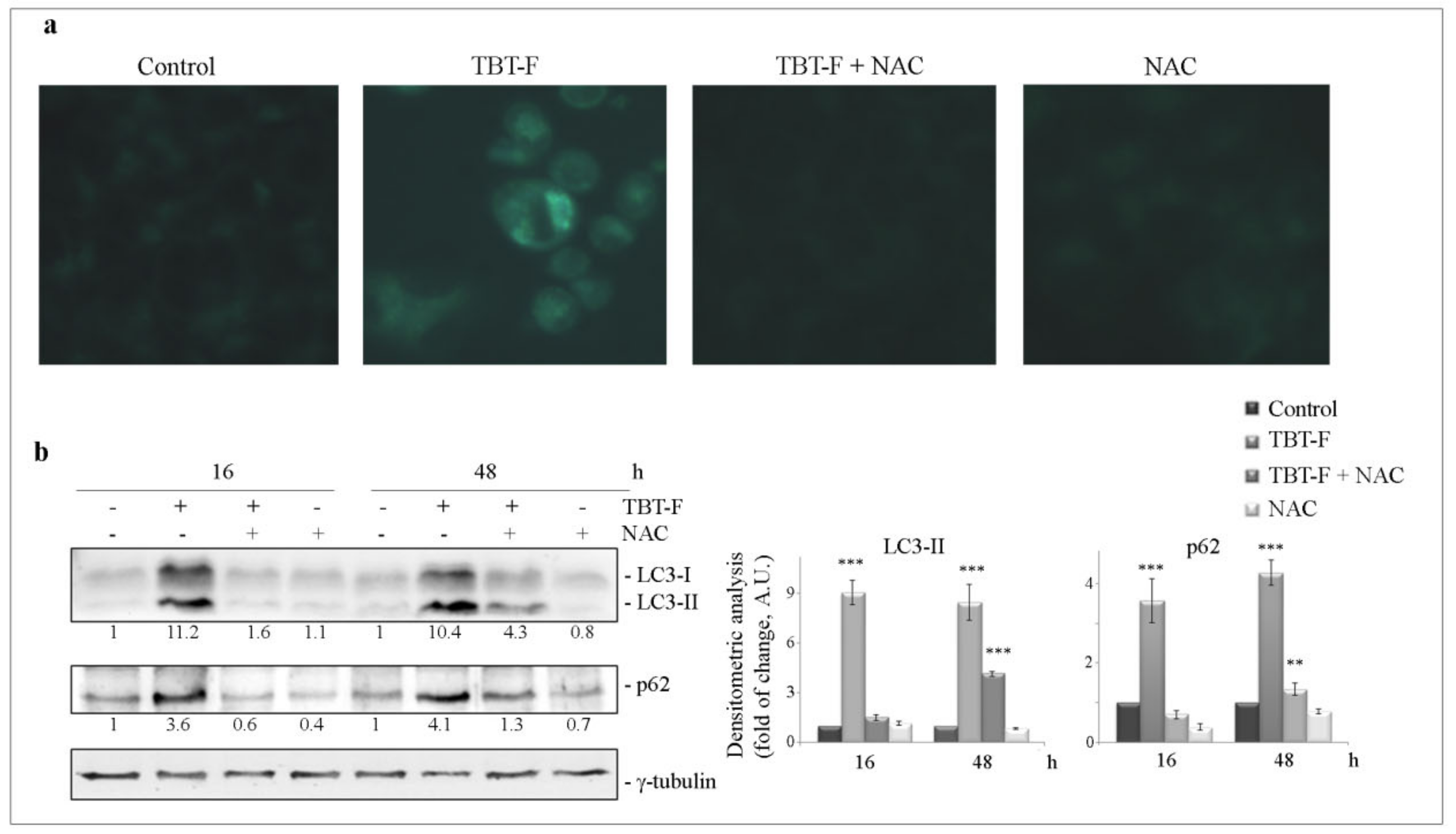 Ijms 21 08135 g005 Ijms 21 08135 g005