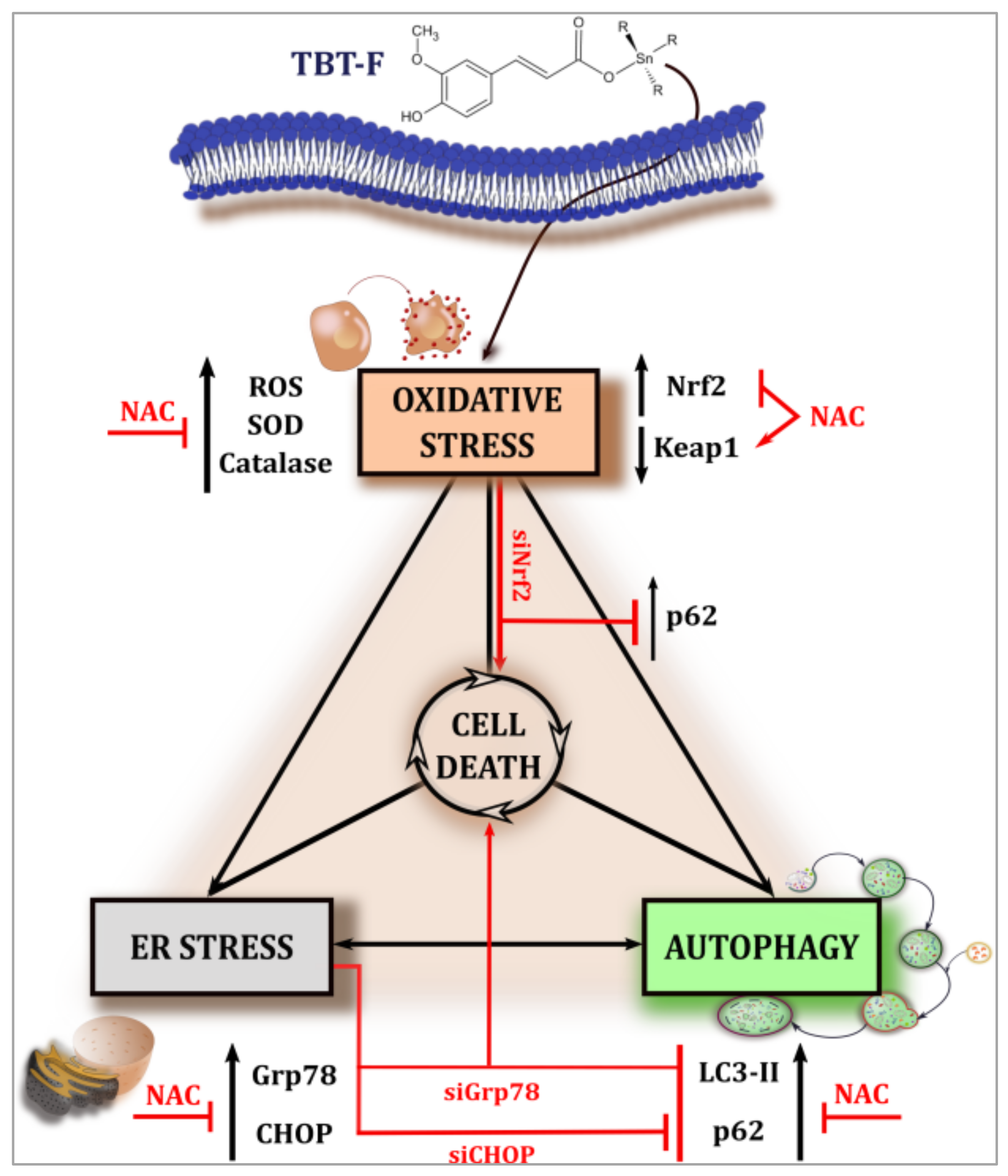 Ijms 21 08135 g007 Ijms 21 08135 g007