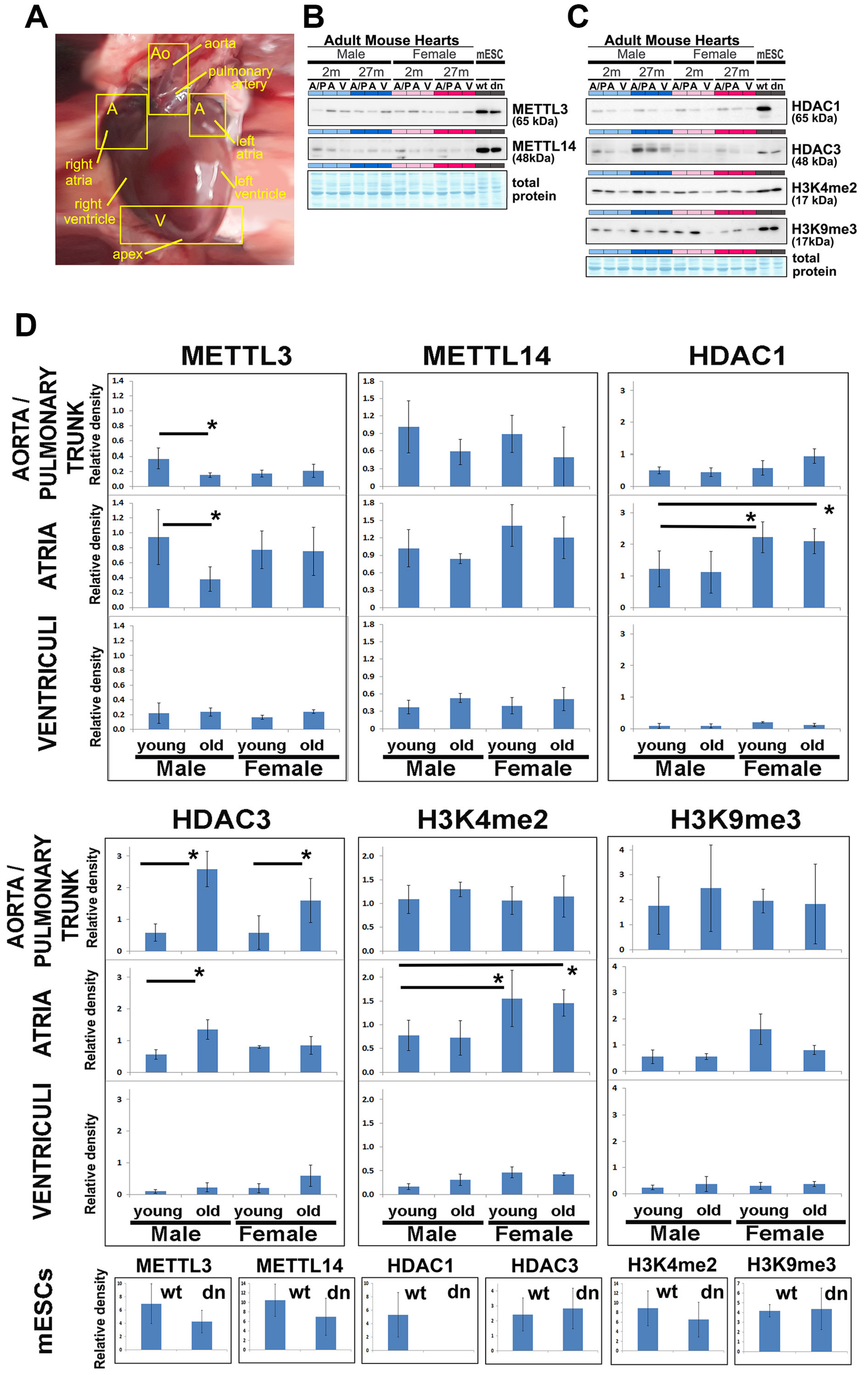 Ijms 21 08139 g002 Ijms 21 08139 g002