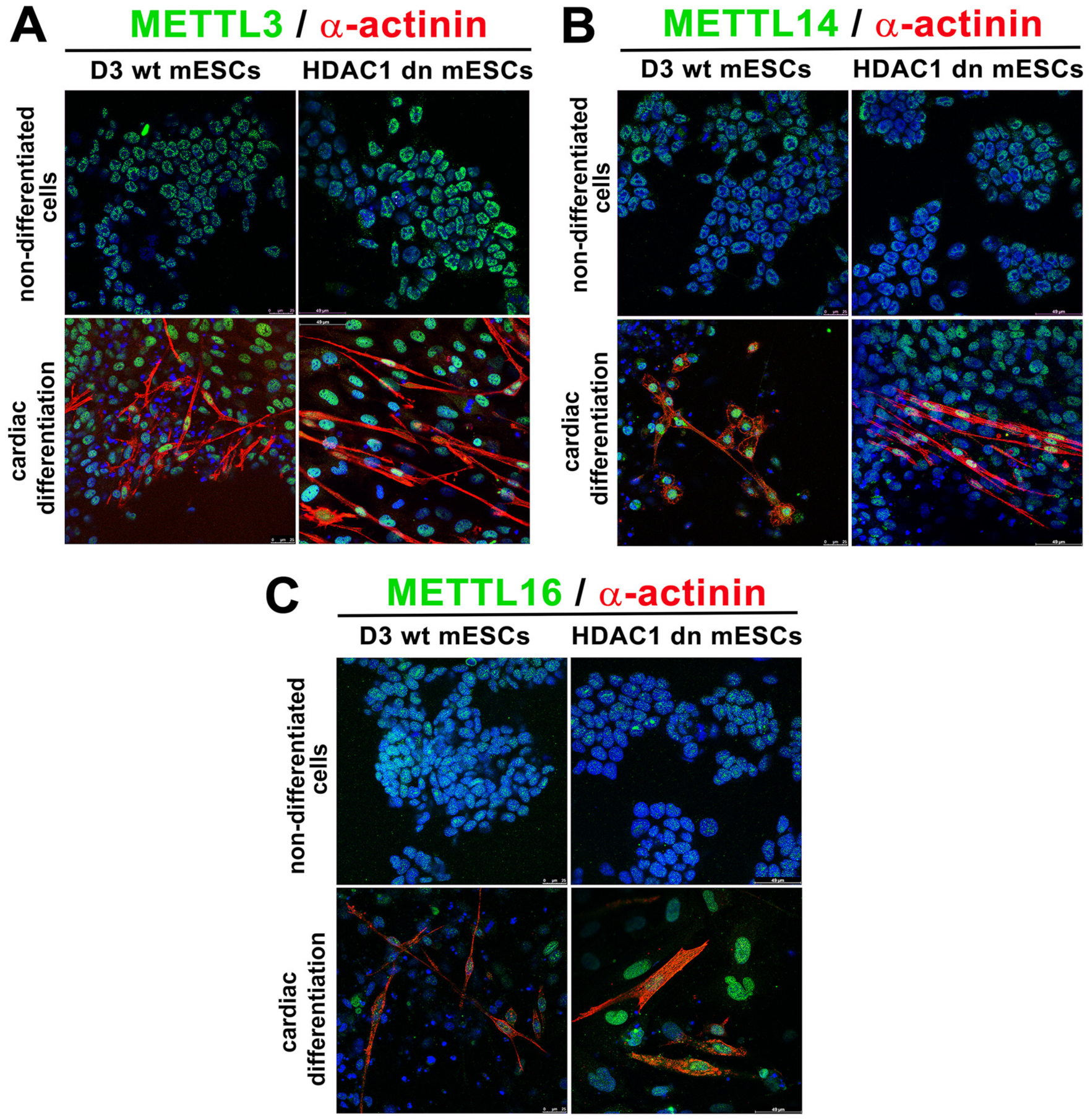 Ijms 21 08139 g006 Ijms 21 08139 g006