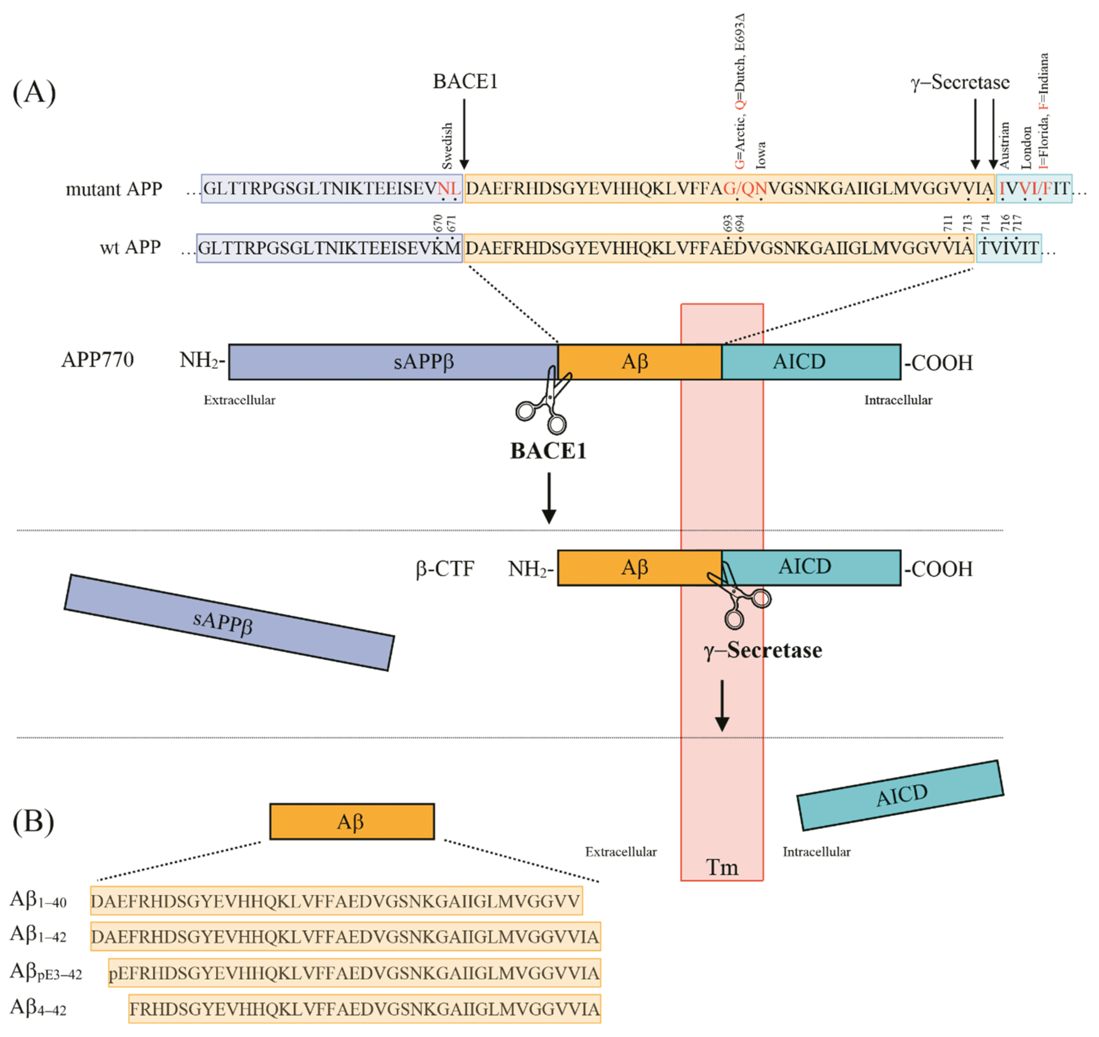 ijms free full text neuron loss in alzheimer s disease translation in transgenic mouse models html