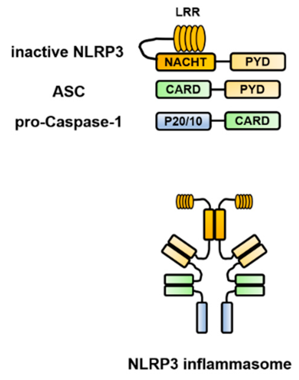 Ijms Free Full Text Contradictory Effects Of Nlrp3 Inflammasome Regulatory Mechanisms In Colitis Html