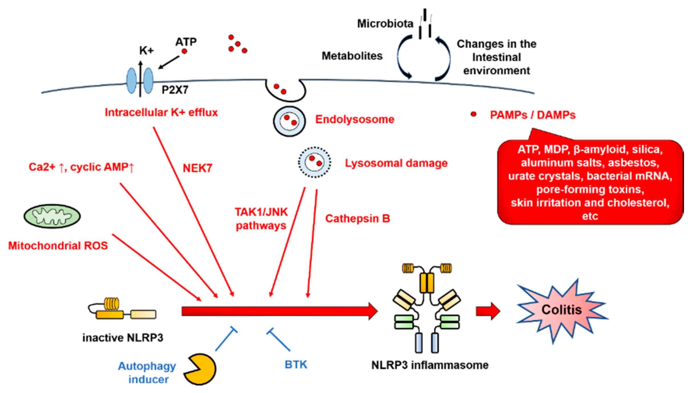 Ijms 21 08145 g004 Ijms 21 08145 g004