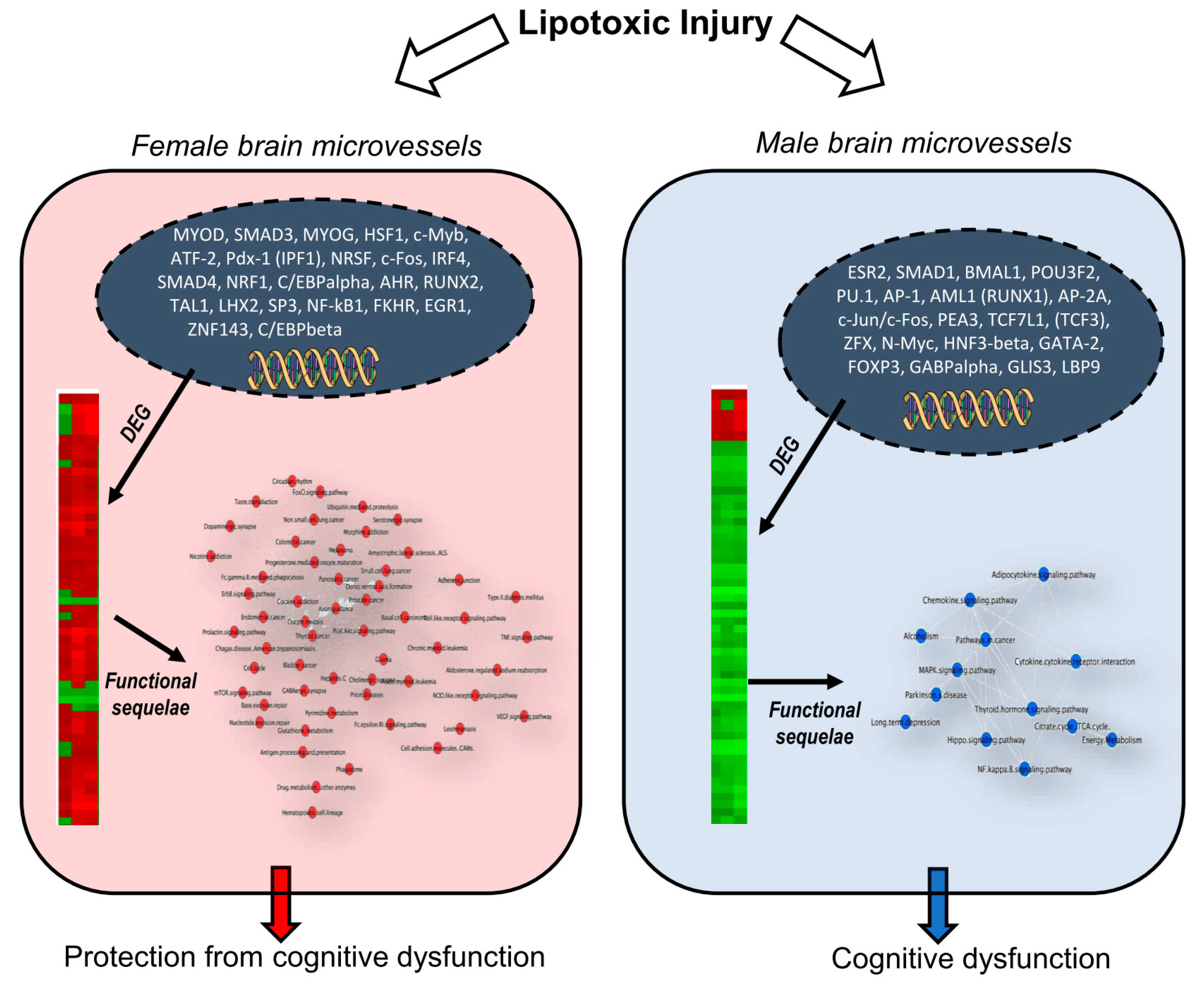 Ijms 21 08146 g010 Ijms 21 08146 g010