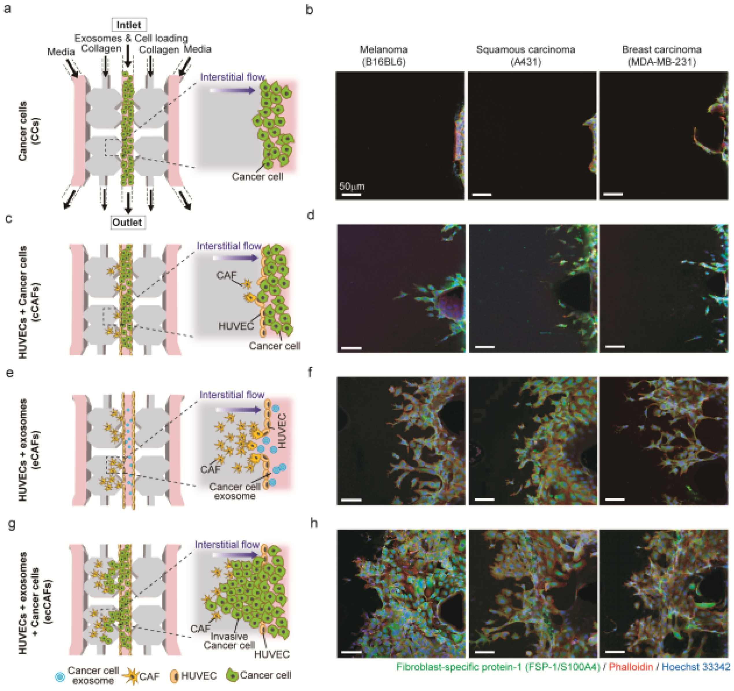 Ijms 21 08153 g006 Ijms 21 08153 g006