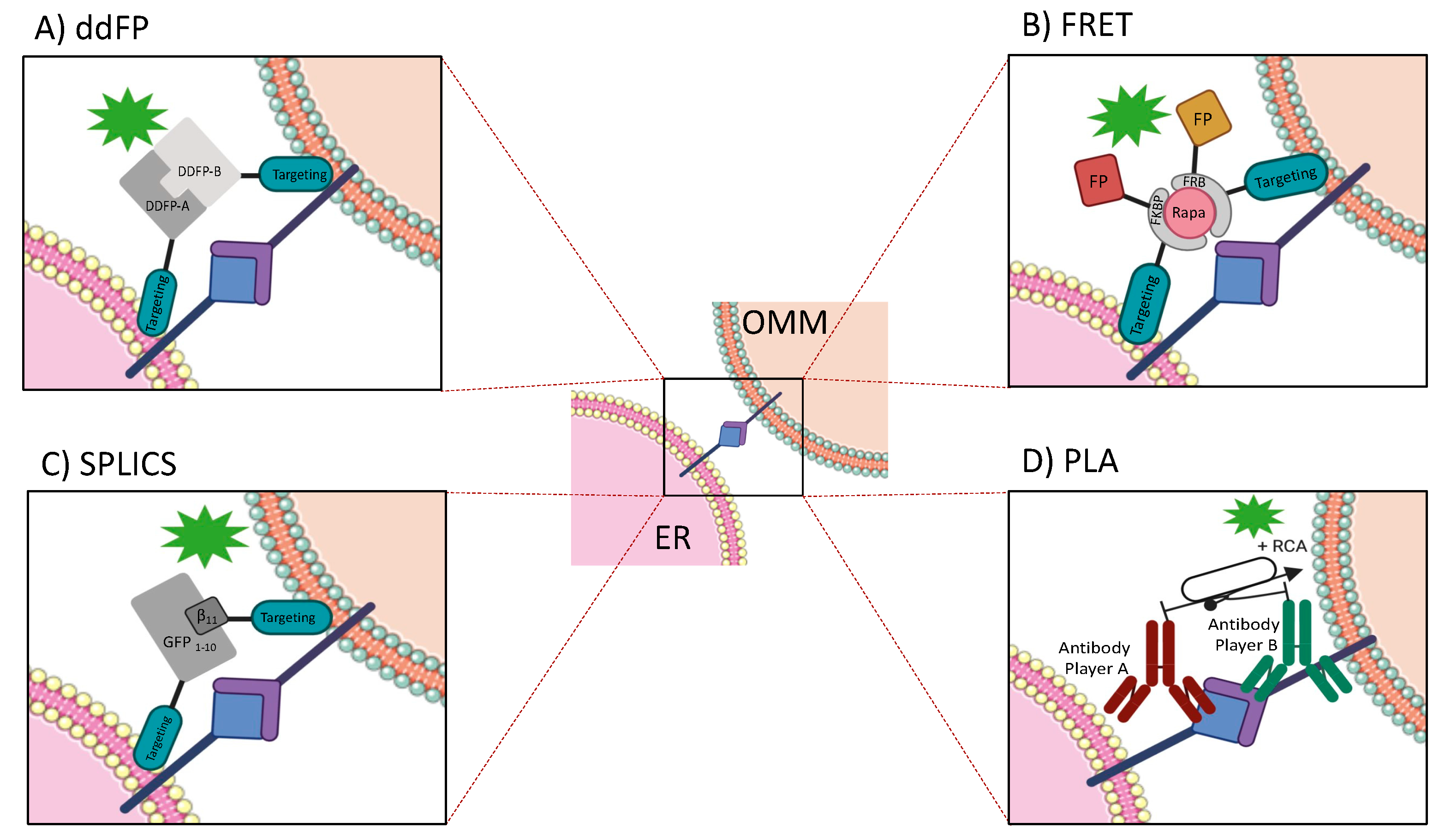 Ijms 21 08157 g002 Ijms 21 08157 g002