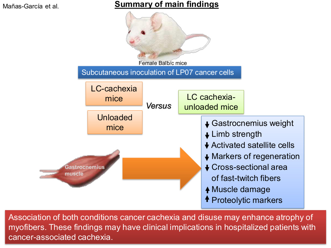 Ijms Free Full Text Prolonged Immobilization Exacerbates The Loss Of Muscle Mass And Function Induced By Cancer Associated Cachexia Through Enhanced Proteolysis In Mice Html Ijms Free Full Text Prolonged Immobilization Exacerbates The Loss Of Muscle Mass And Function Induced By Cancer Associated Cachexia Through Enhanced Proteolysis In Mice Html