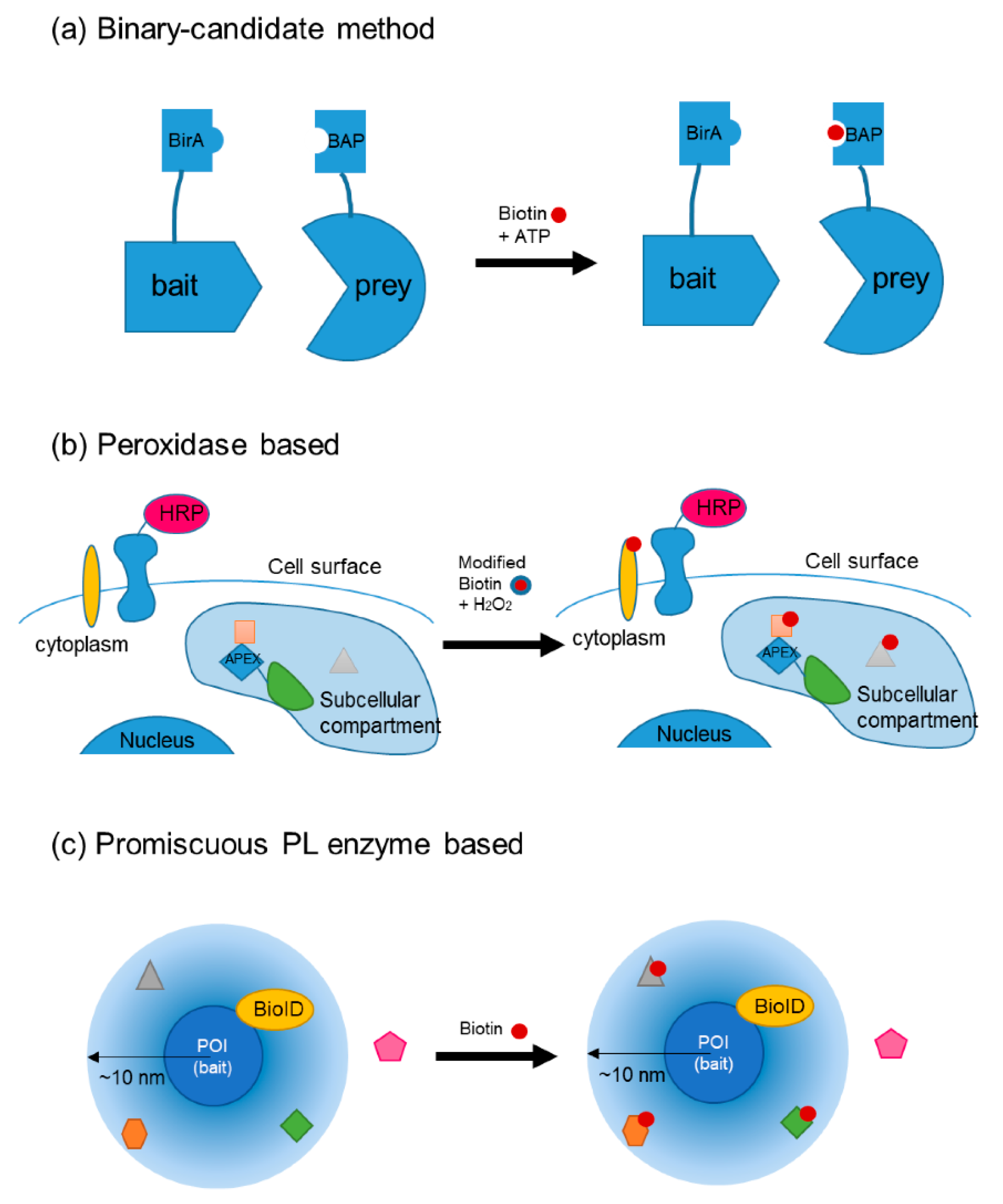 Ijms Free Full Text State Of The Art Technologies For Understanding Brassinosteroid Signaling Networks Html Ijms Free Full Text State Of The Art Technologies For Understanding Brassinosteroid Signaling Networks Html