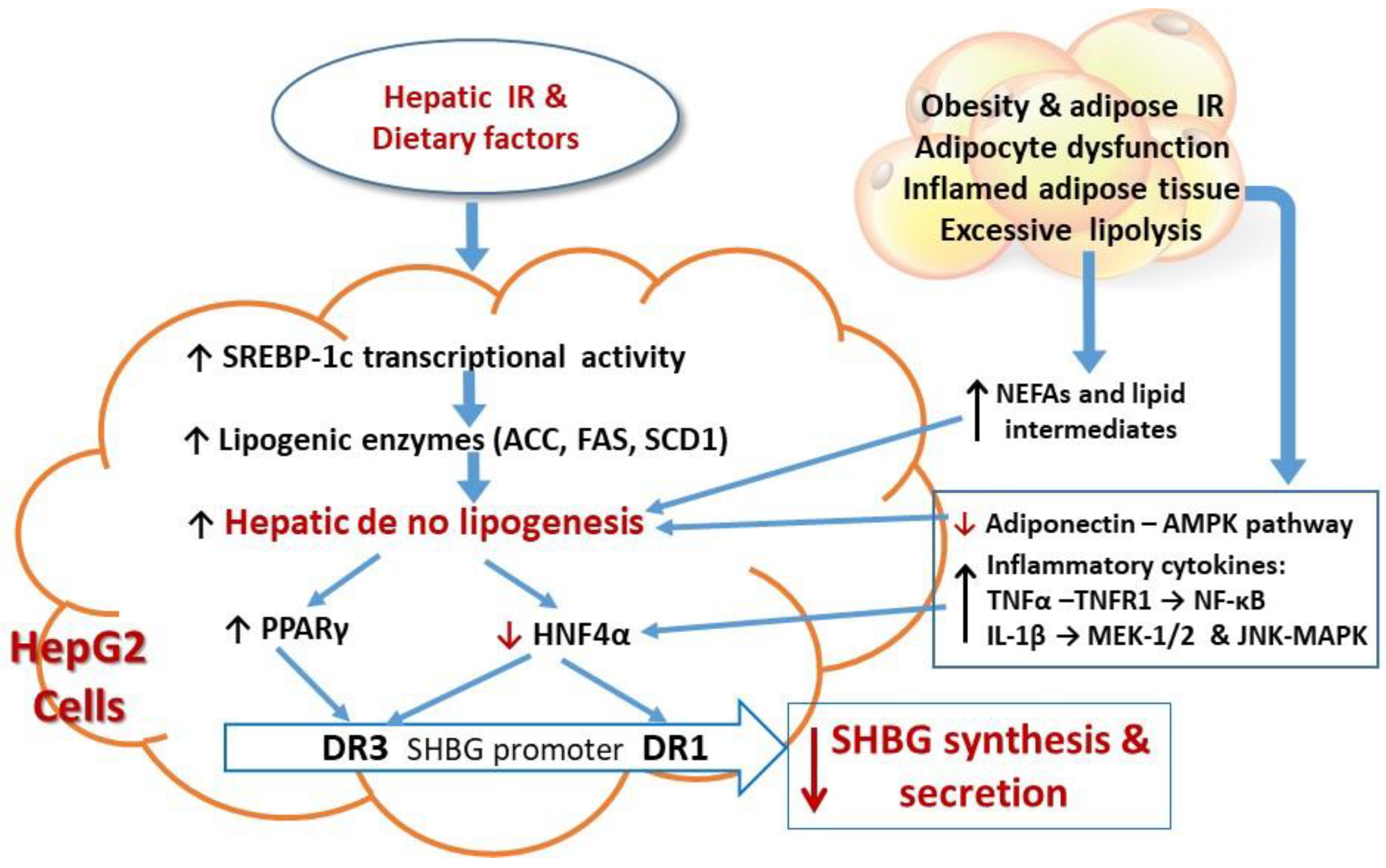 Ijms Free Full Text Sex Hormone Binding Globulin Shbg As An Early 