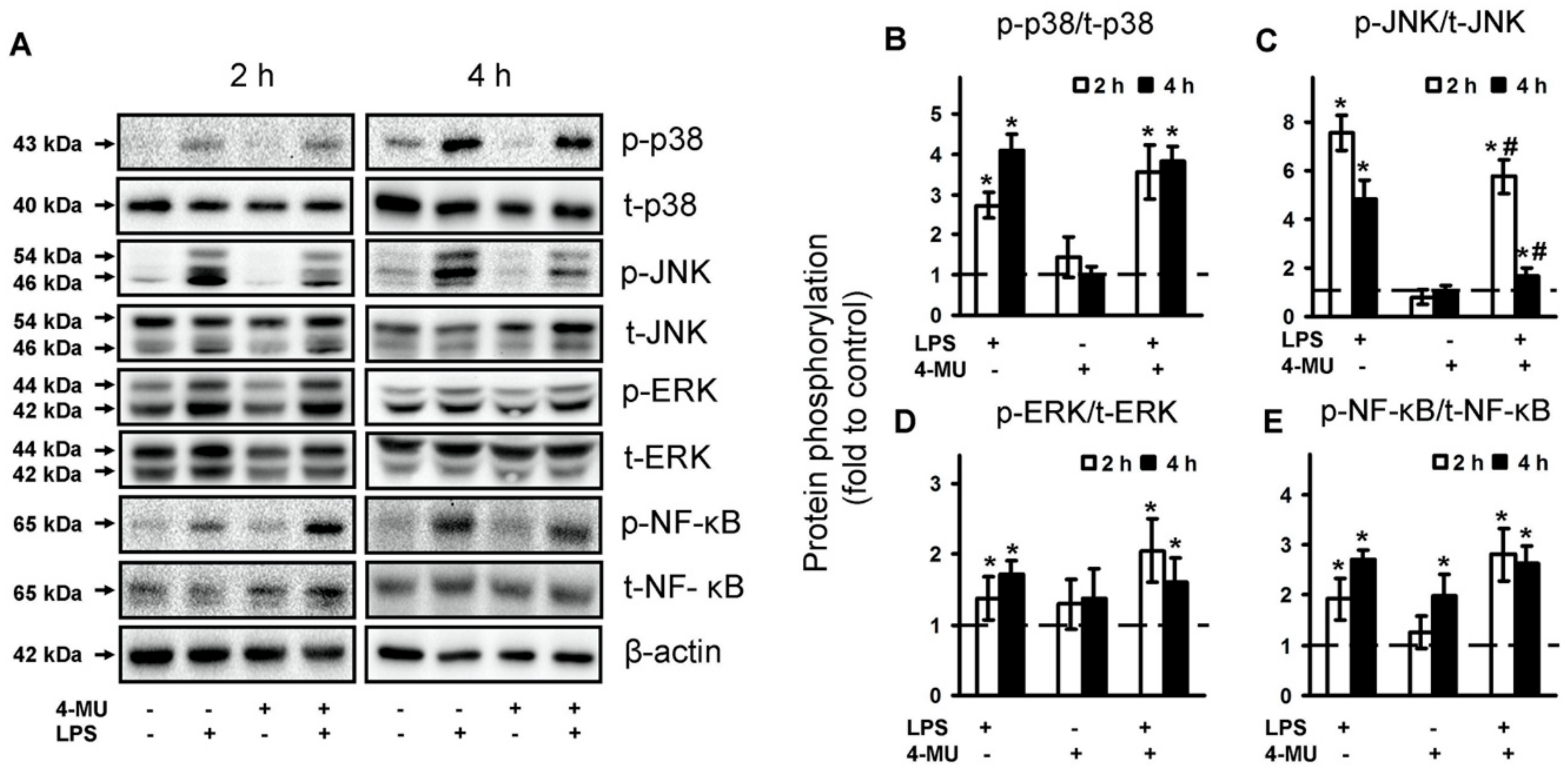 Ijms 21 08203 g004 Ijms 21 08203 g004