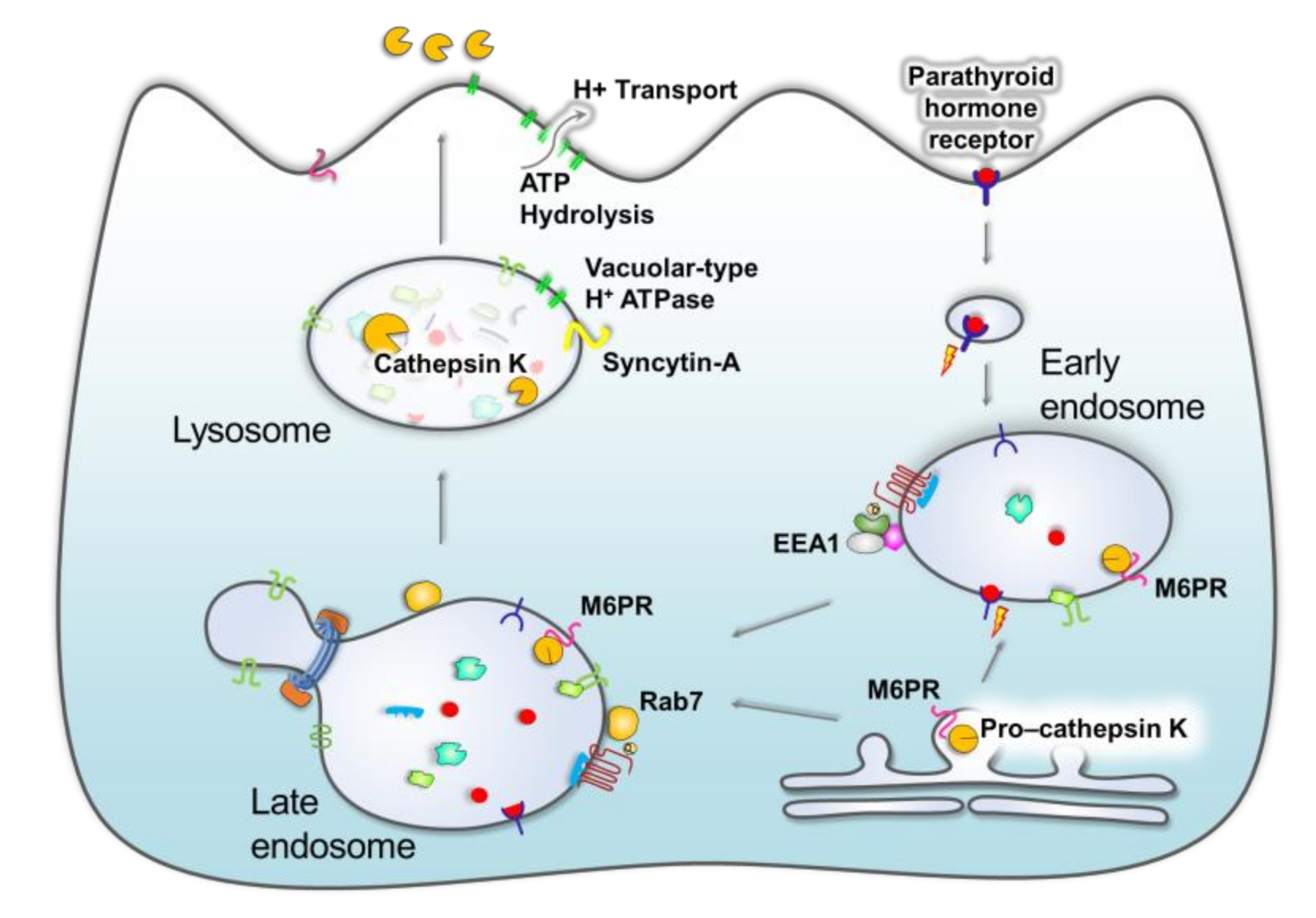 rab7 biogeneza lizozomilor anti imbatranire)