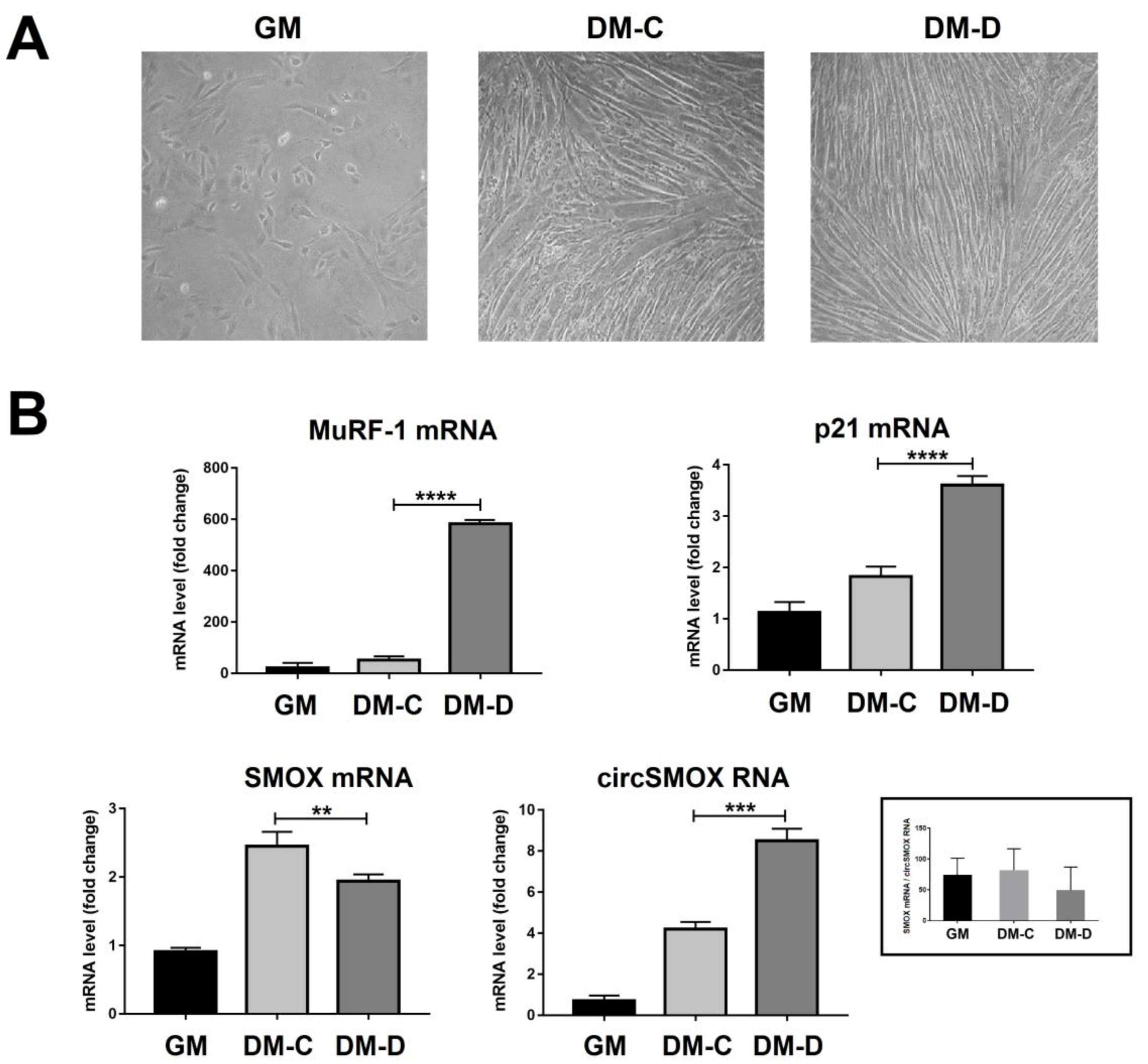 Ijms 21 08227 g004 Ijms 21 08227 g004