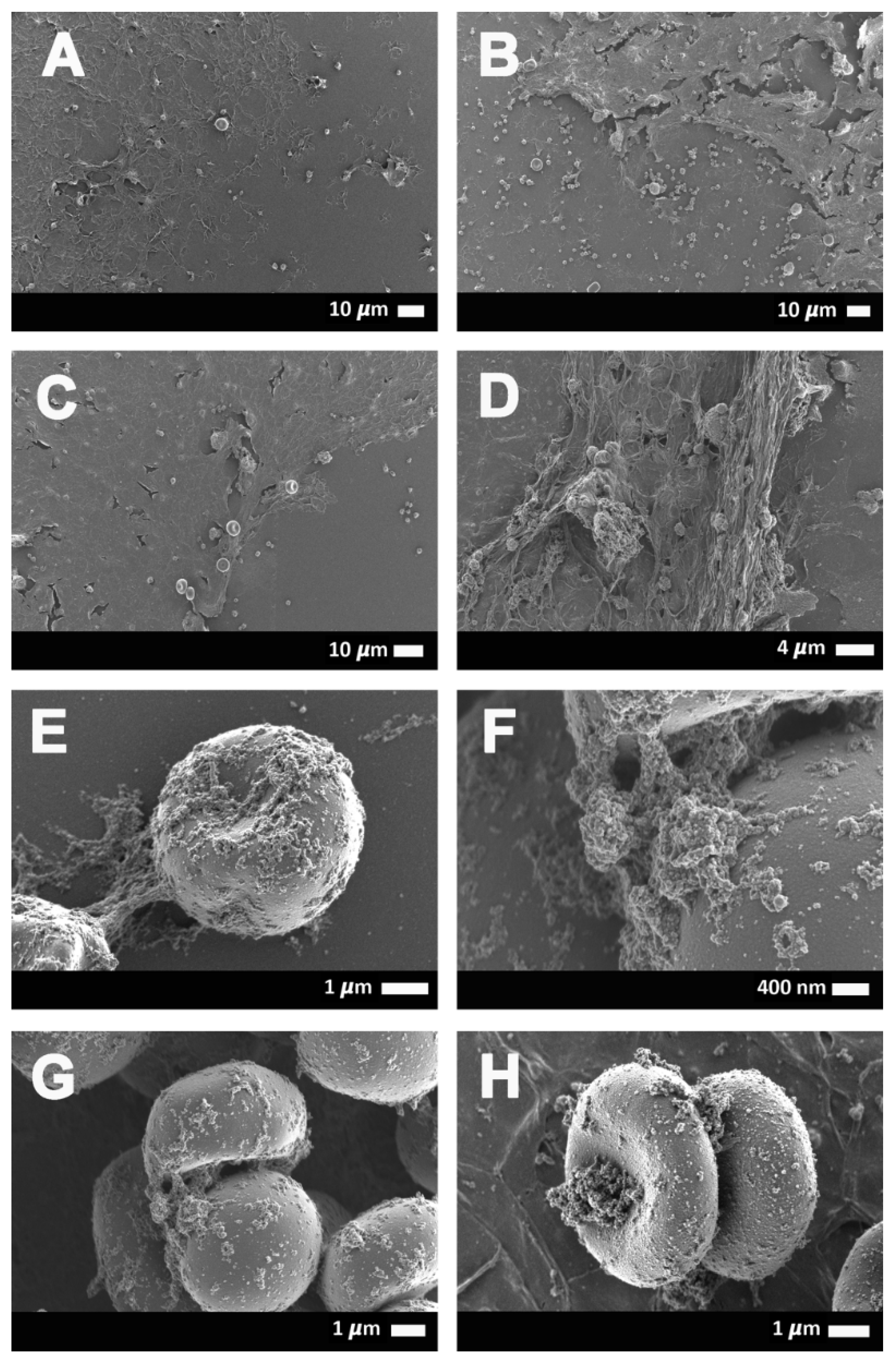 Ijms 21 08234 g006 Ijms 21 08234 g006