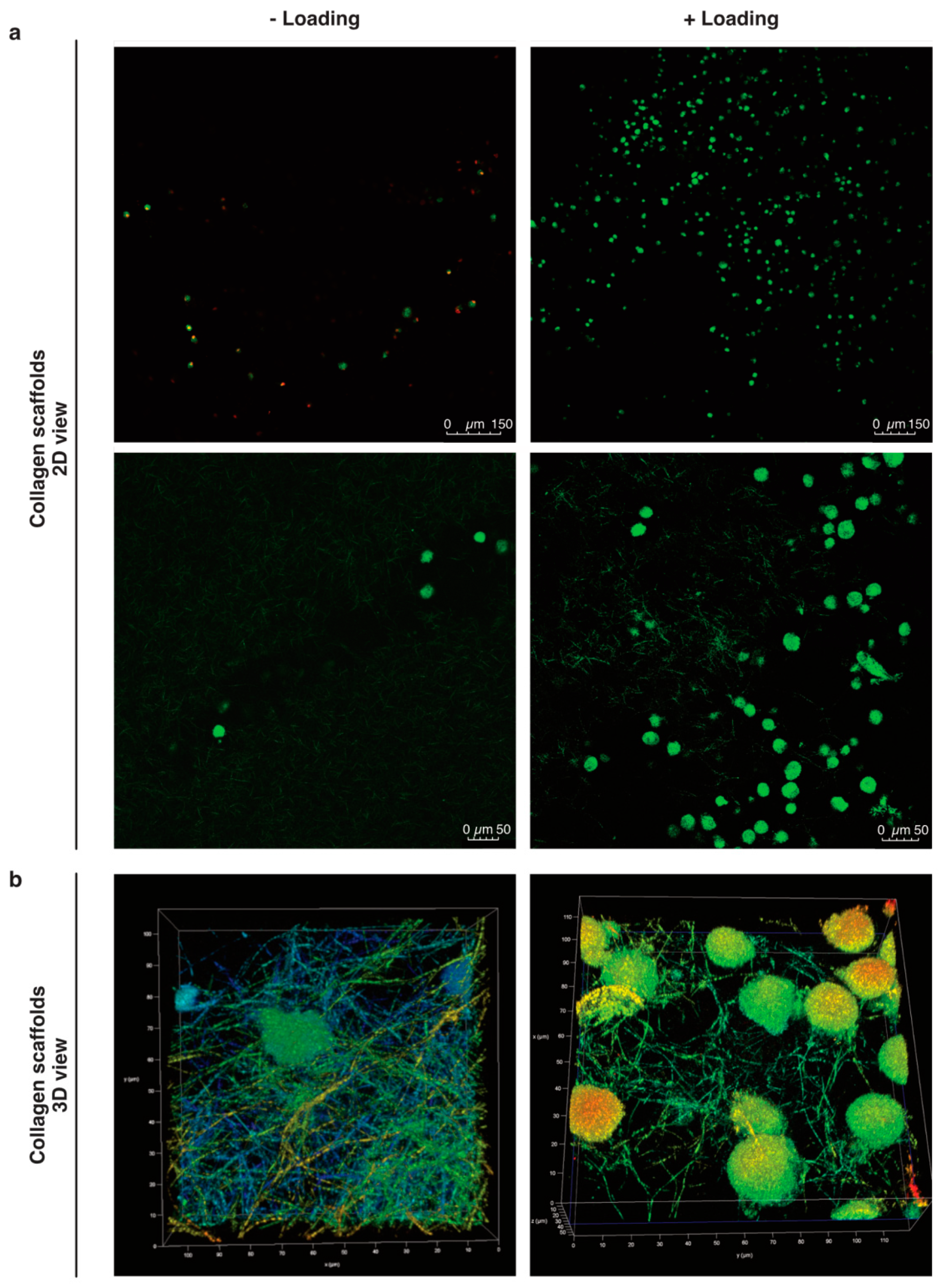 Ijms Free Full Text Compression Bioreactor Based Mechanical Loading Induces Mobilization Of Human Bone Marrow Derived Mesenchymal Stromal Cells Into Collagen Scaffolds In Vitro Html