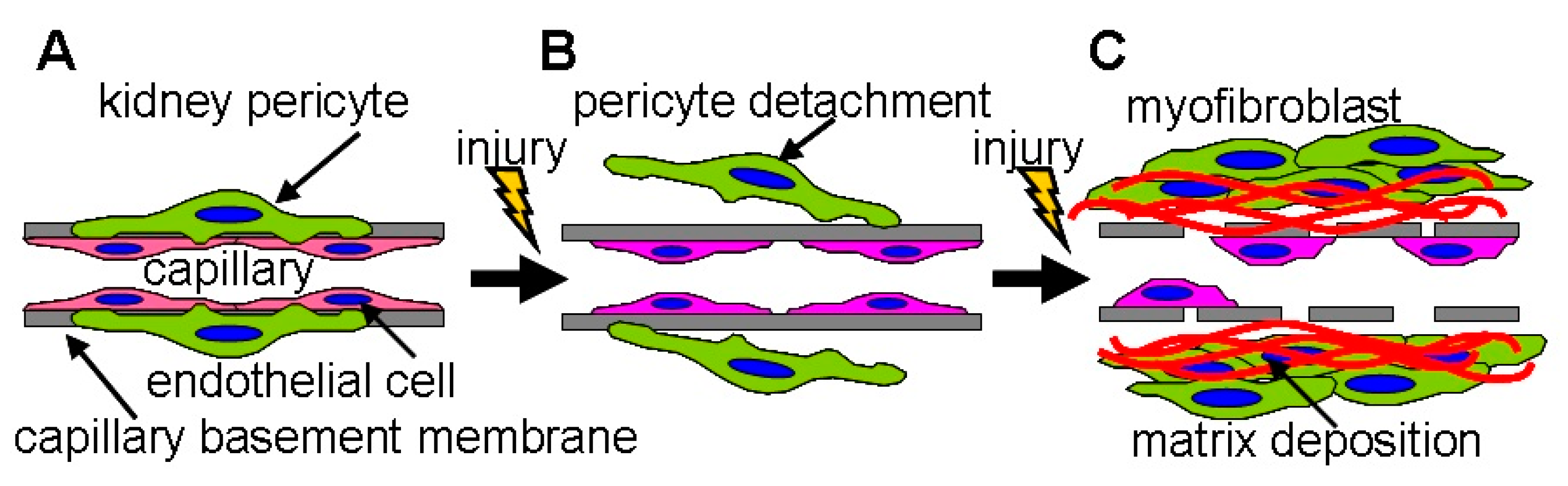 Peritubular Capillaries Histology