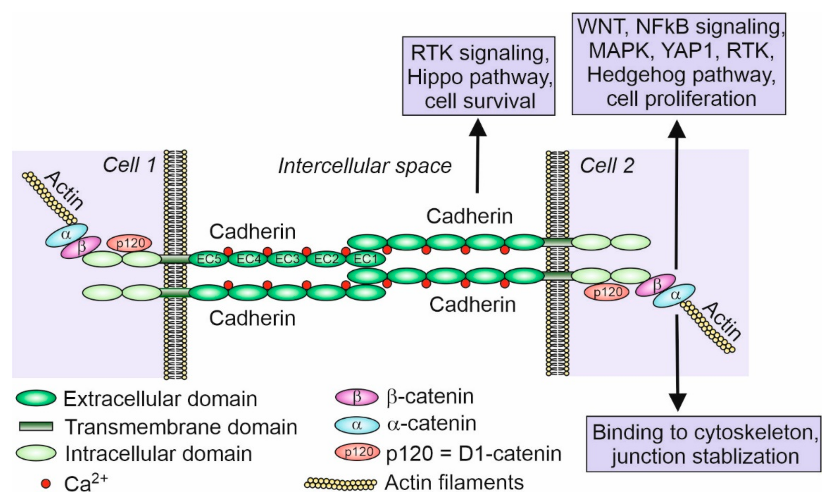 Ijms Free Full Text The Central Role Of Cadherins In Gonad Development Reproduction And Fertility Html