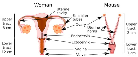 Ijms Free Full Text The Cervicovaginal Mucus Barrier Html