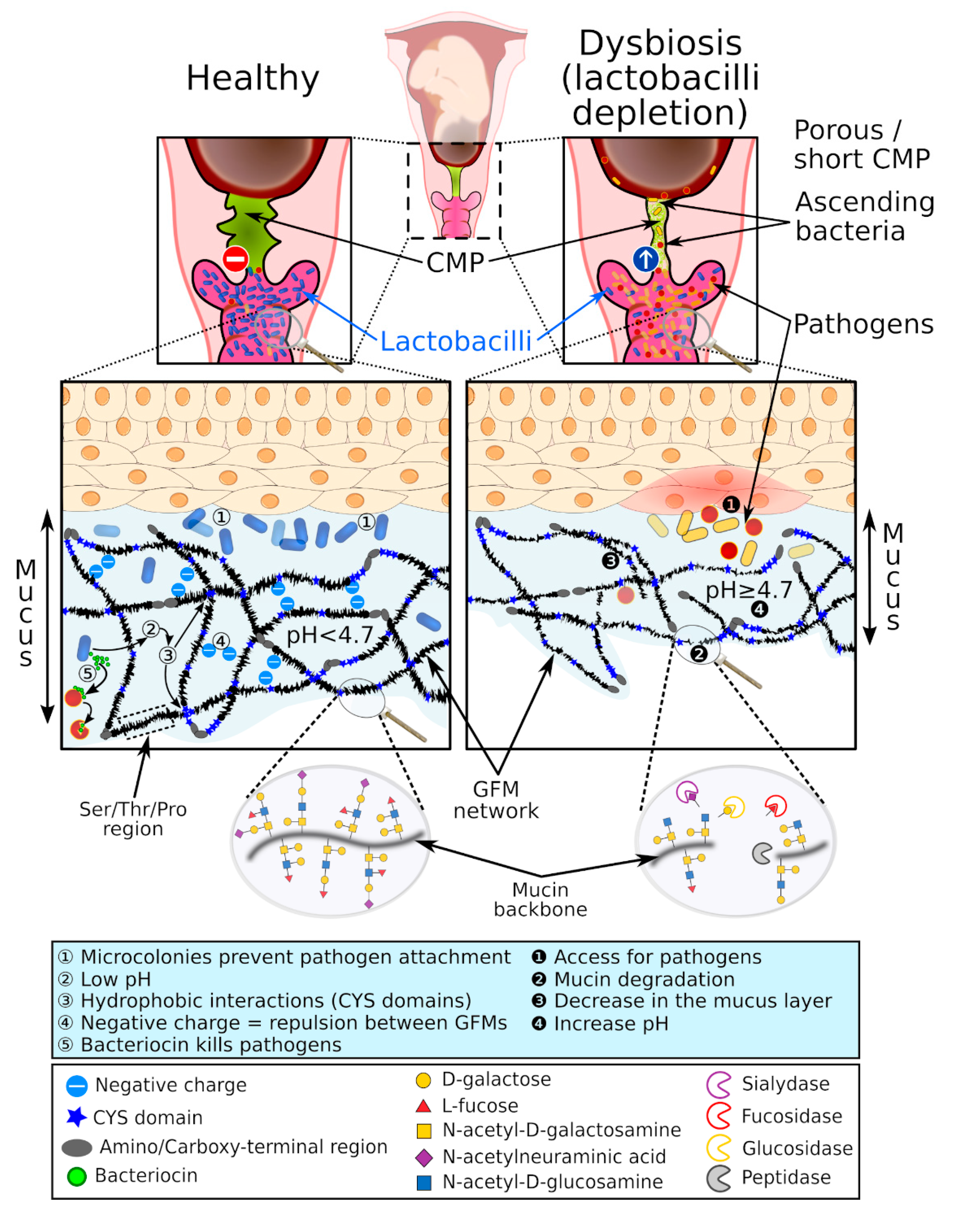 Ijms Free Full Text The Cervicovaginal Mucus Barrier Html