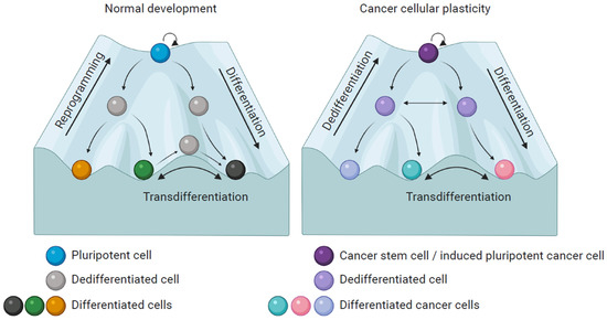 Ijms Free Full Text Cellular Reprogramming A Model For Melanoma Cellular Plasticity Html