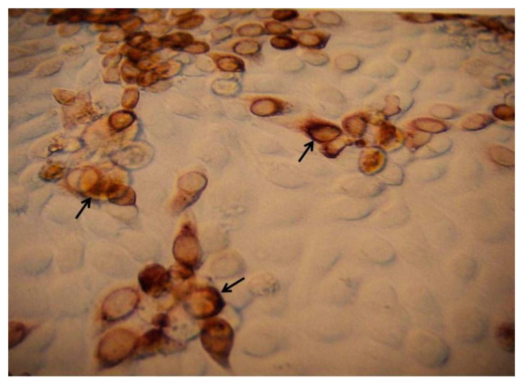 Ijms 21 08281 g002 Ijms 21 08281 g002