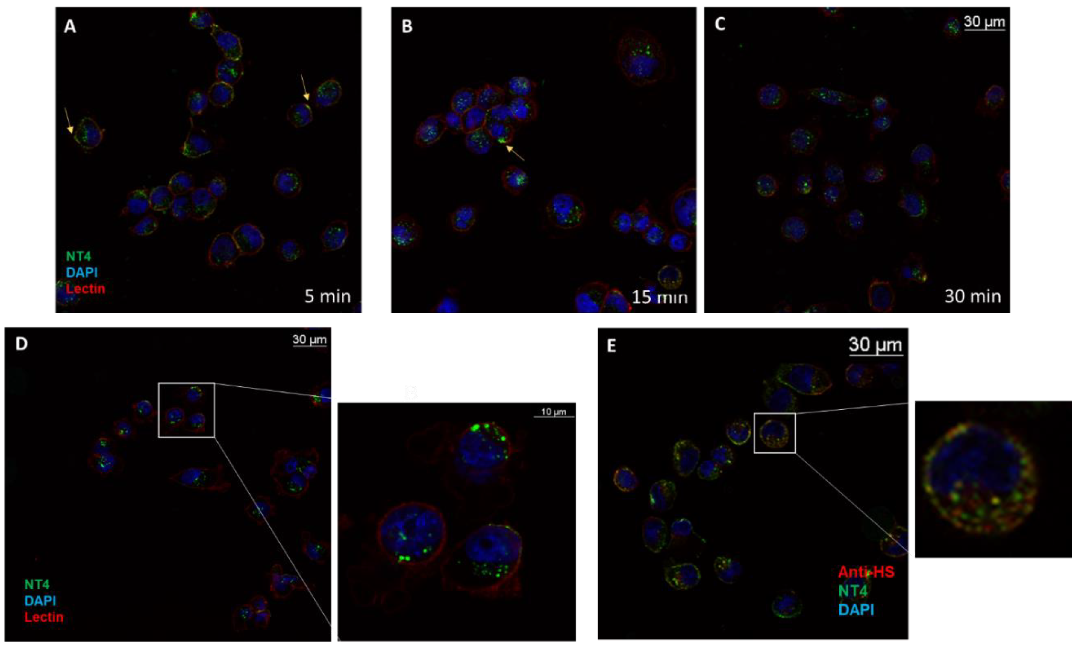Ijms 21 08282 g001 Ijms 21 08282 g001