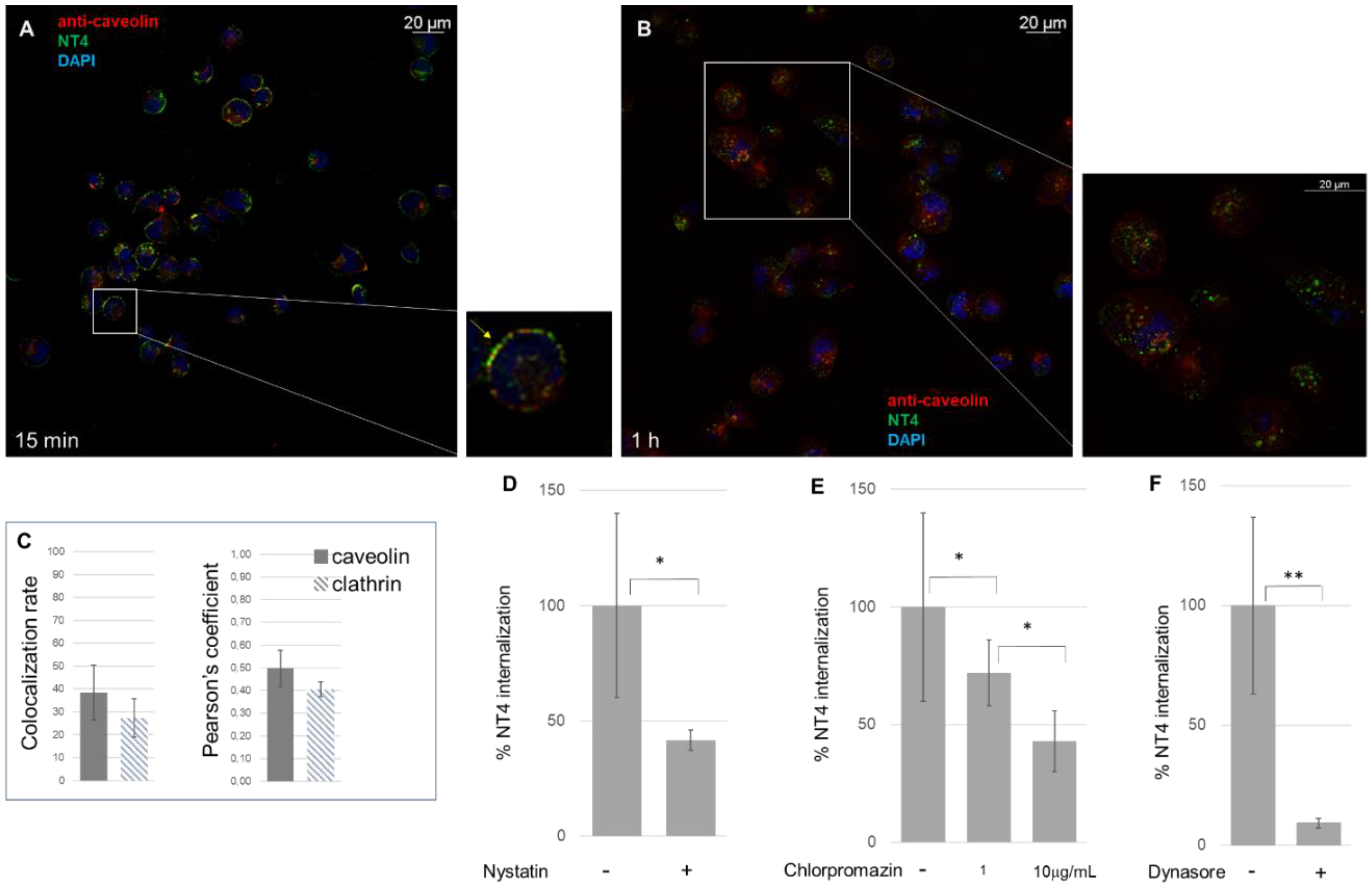 Ijms 21 08282 g002 Ijms 21 08282 g002