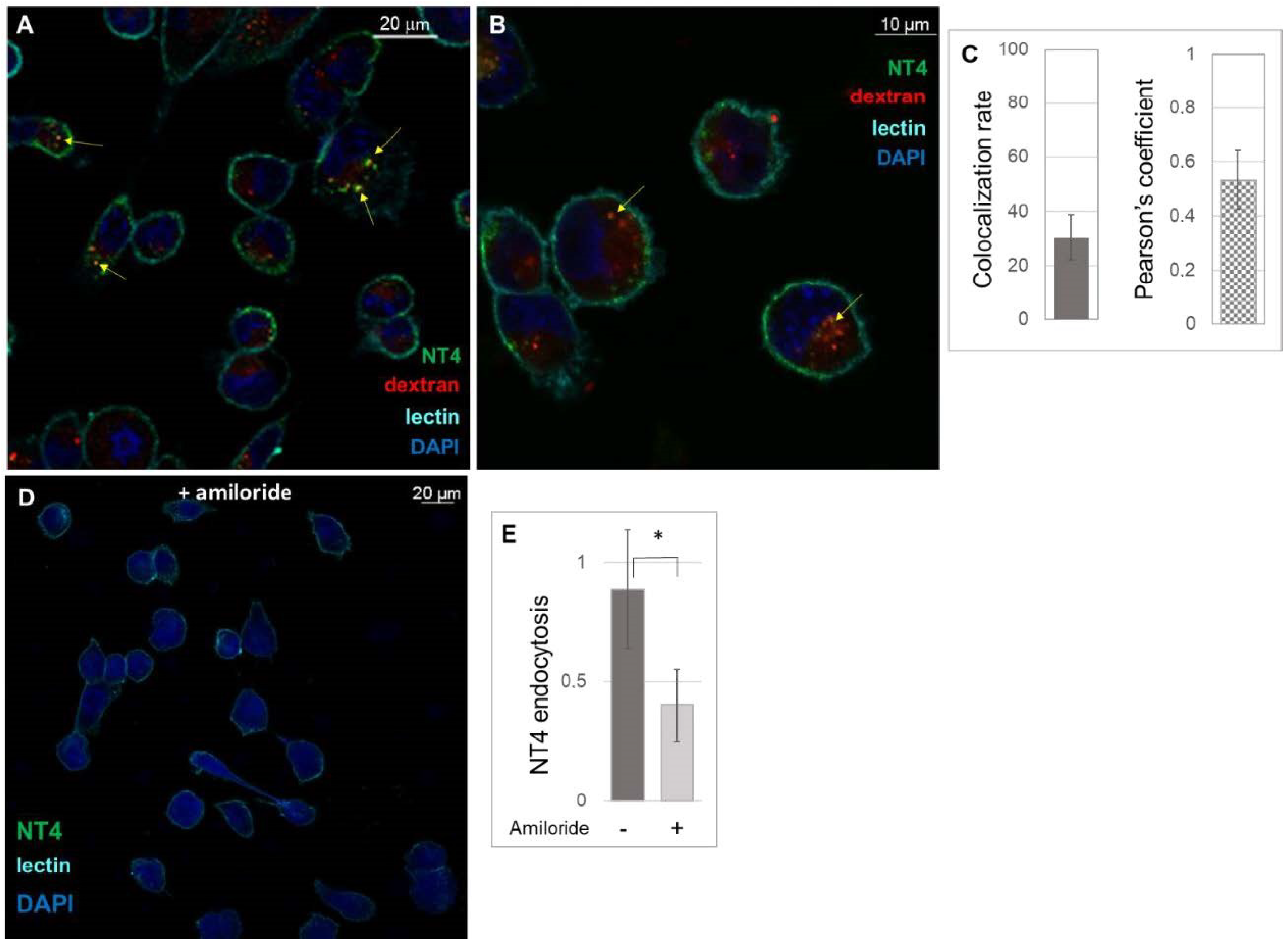 Ijms 21 08282 g003 Ijms 21 08282 g003