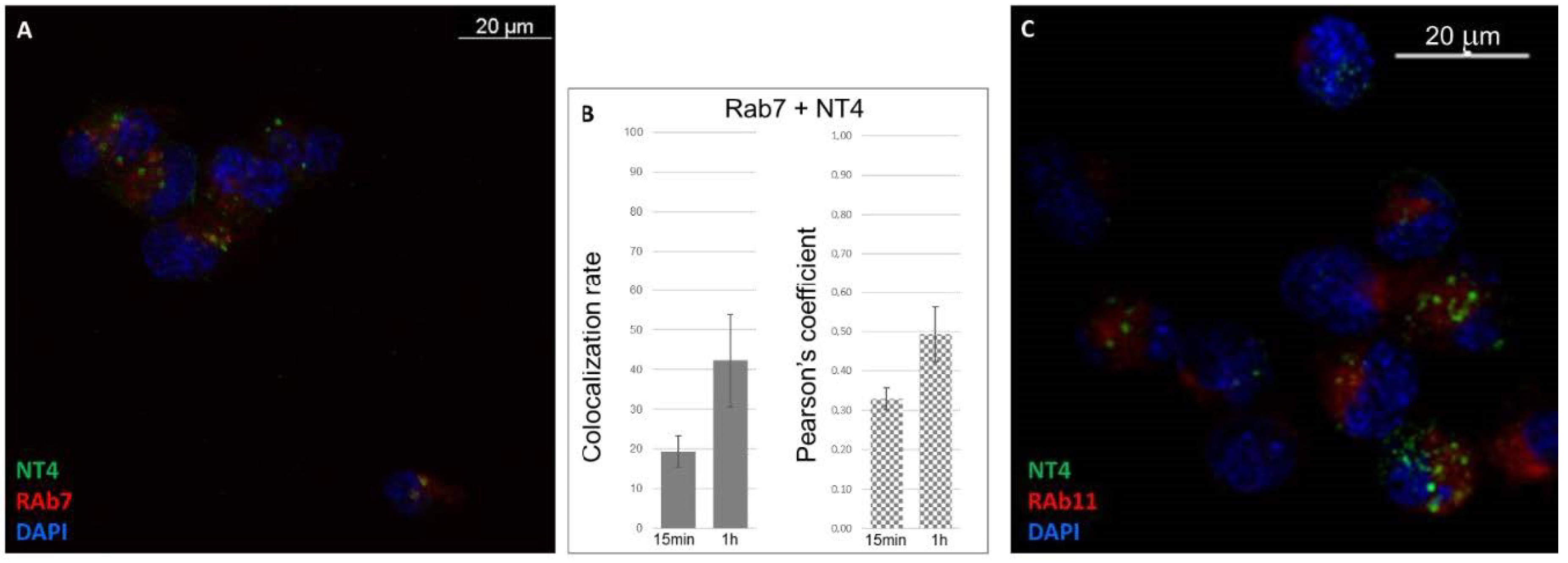 Ijms 21 08282 g005 Ijms 21 08282 g005