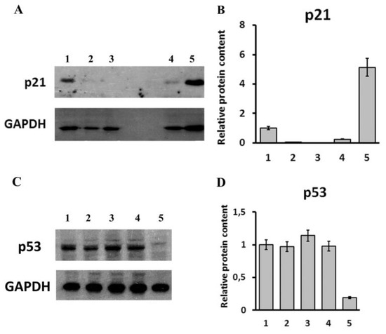 LINC00973 Induces Proliferation Arrest of Drug-Treated Cancer