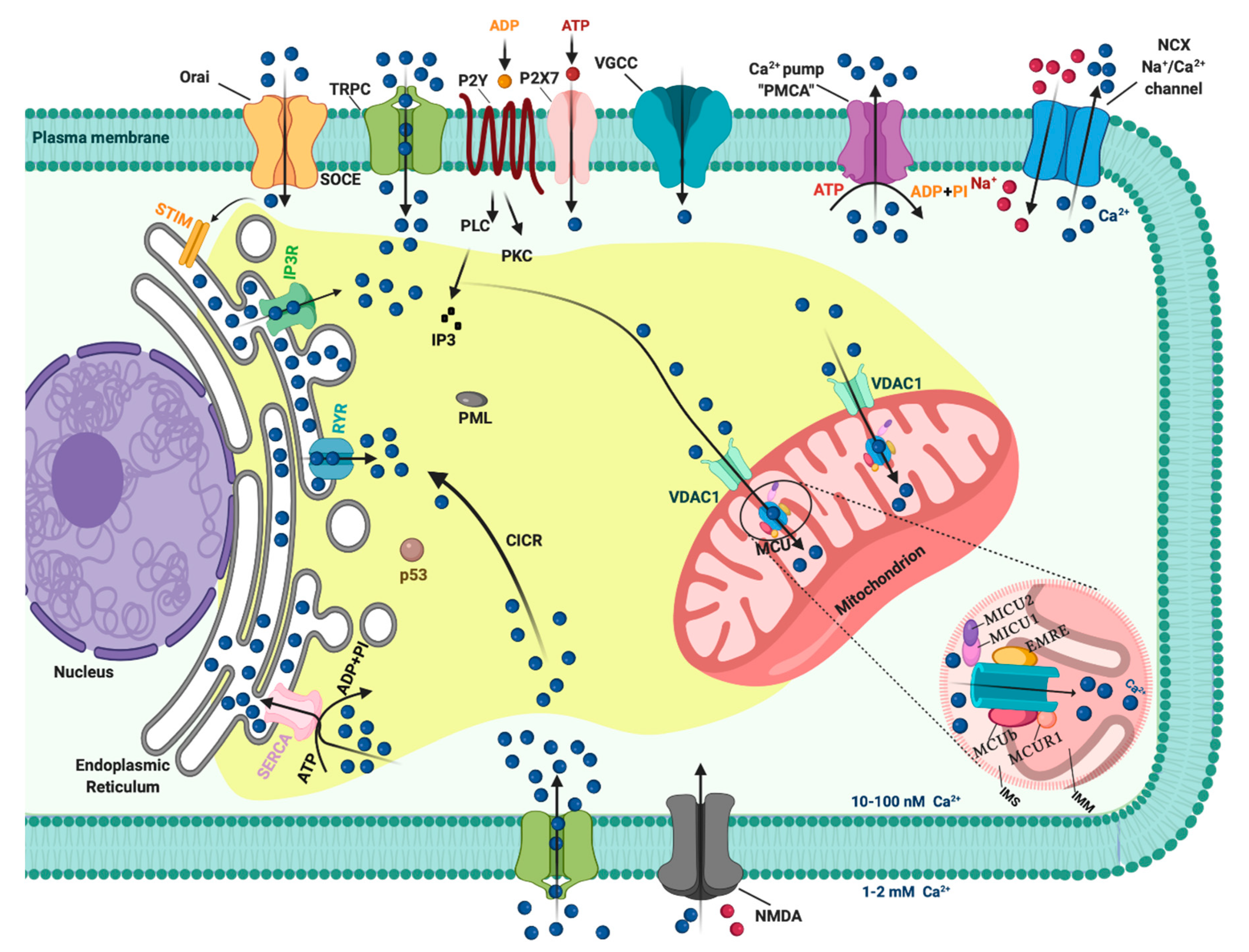 what are the reasons for mesothelioma