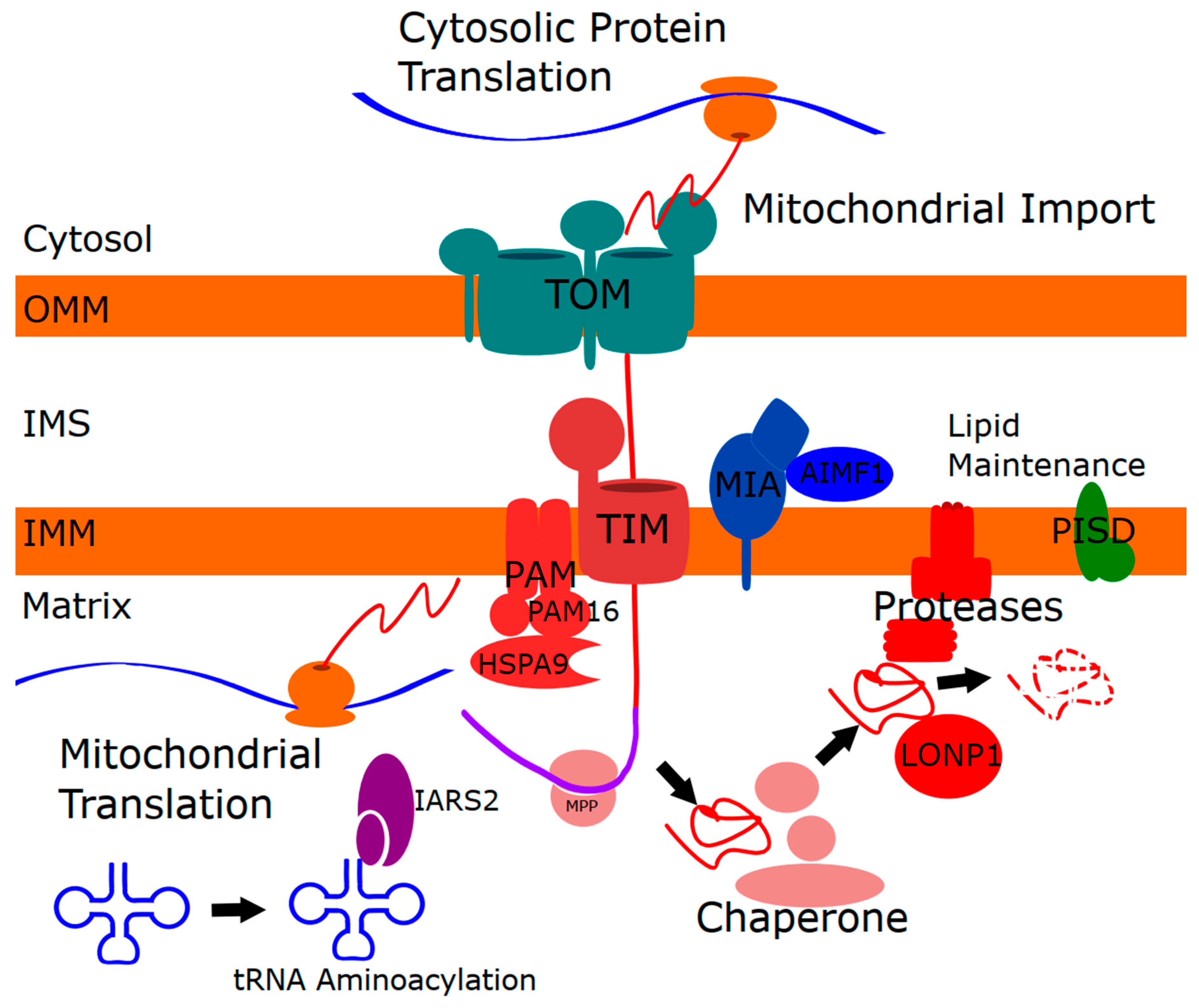 Ijms 21 08327 g002 Ijms 21 08327 g002
