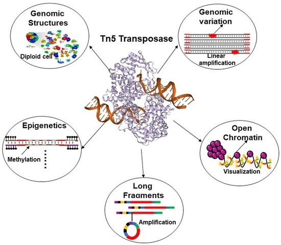 Ijms Free Full Text Tn5 Transposase Applied In Genomics Research Html