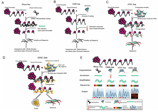 Ijms Free Full Text Tn5 Transposase Applied In Genomics Research Html