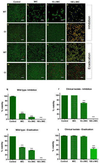 IJMS | Free Full-Text | Antibiofilm Activity on Candida albicans and