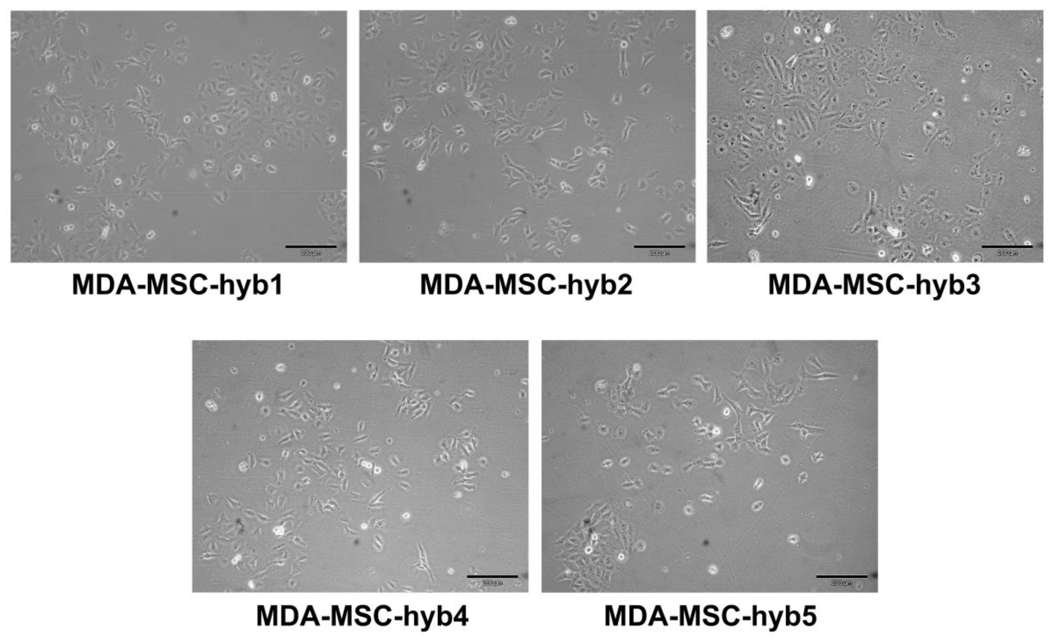 Ijms 21 08347 g001 Ijms 21 08347 g001