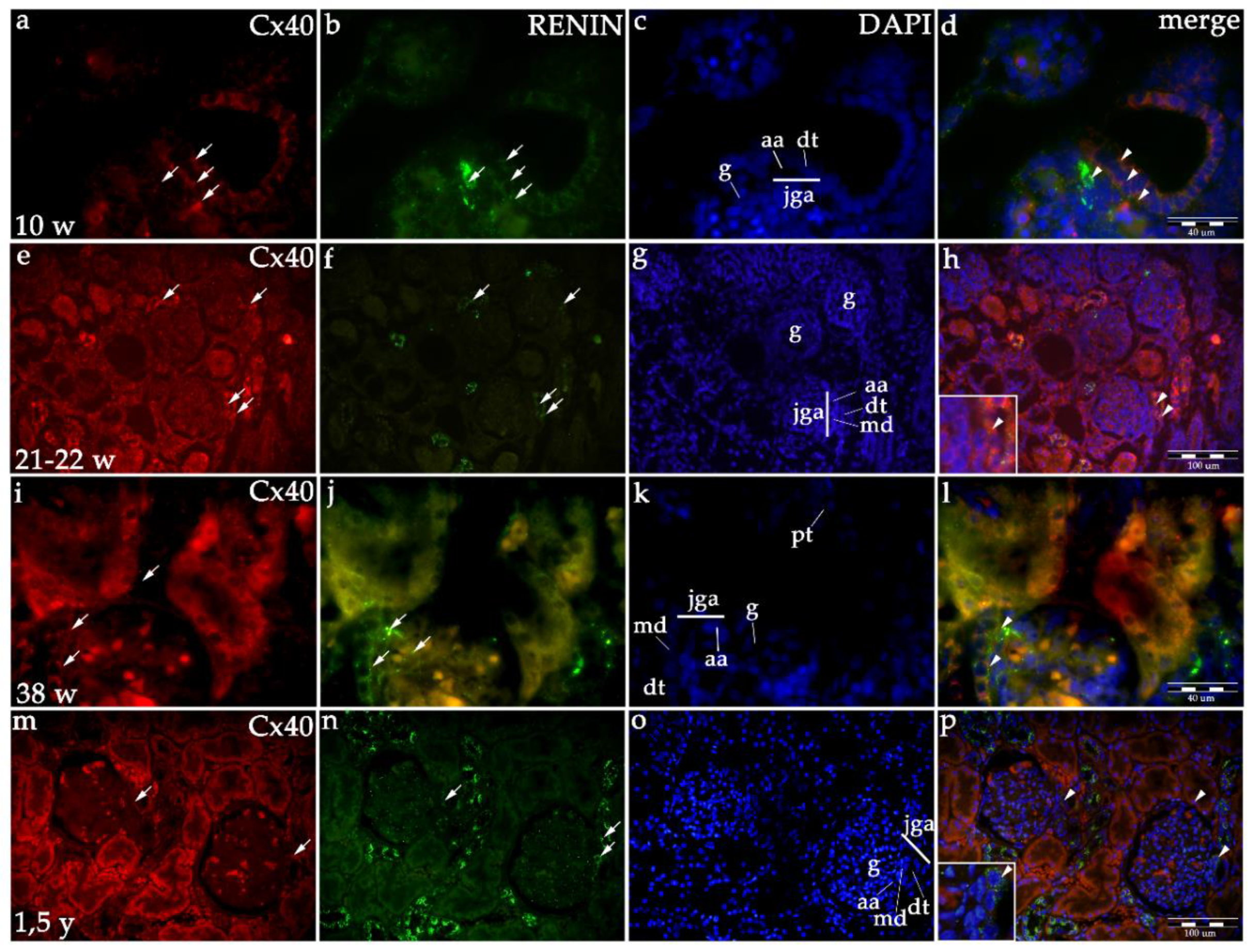 Ijms 21 08349 g002 Ijms 21 08349 g002