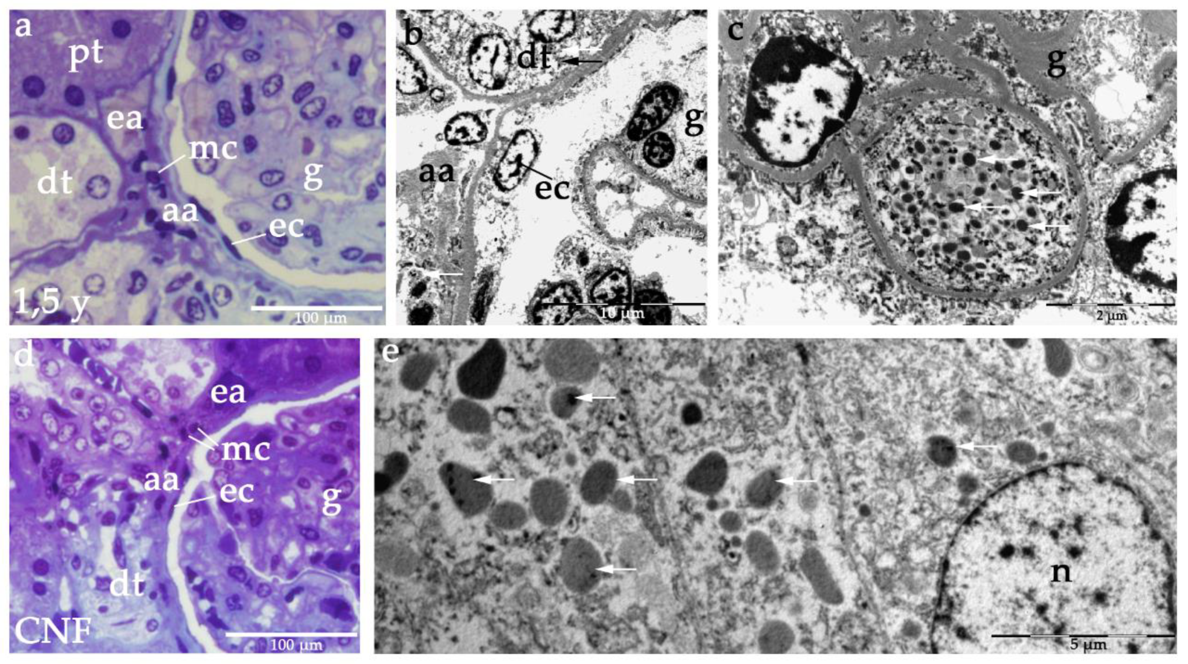 Ijms 21 08349 g008 Ijms 21 08349 g008