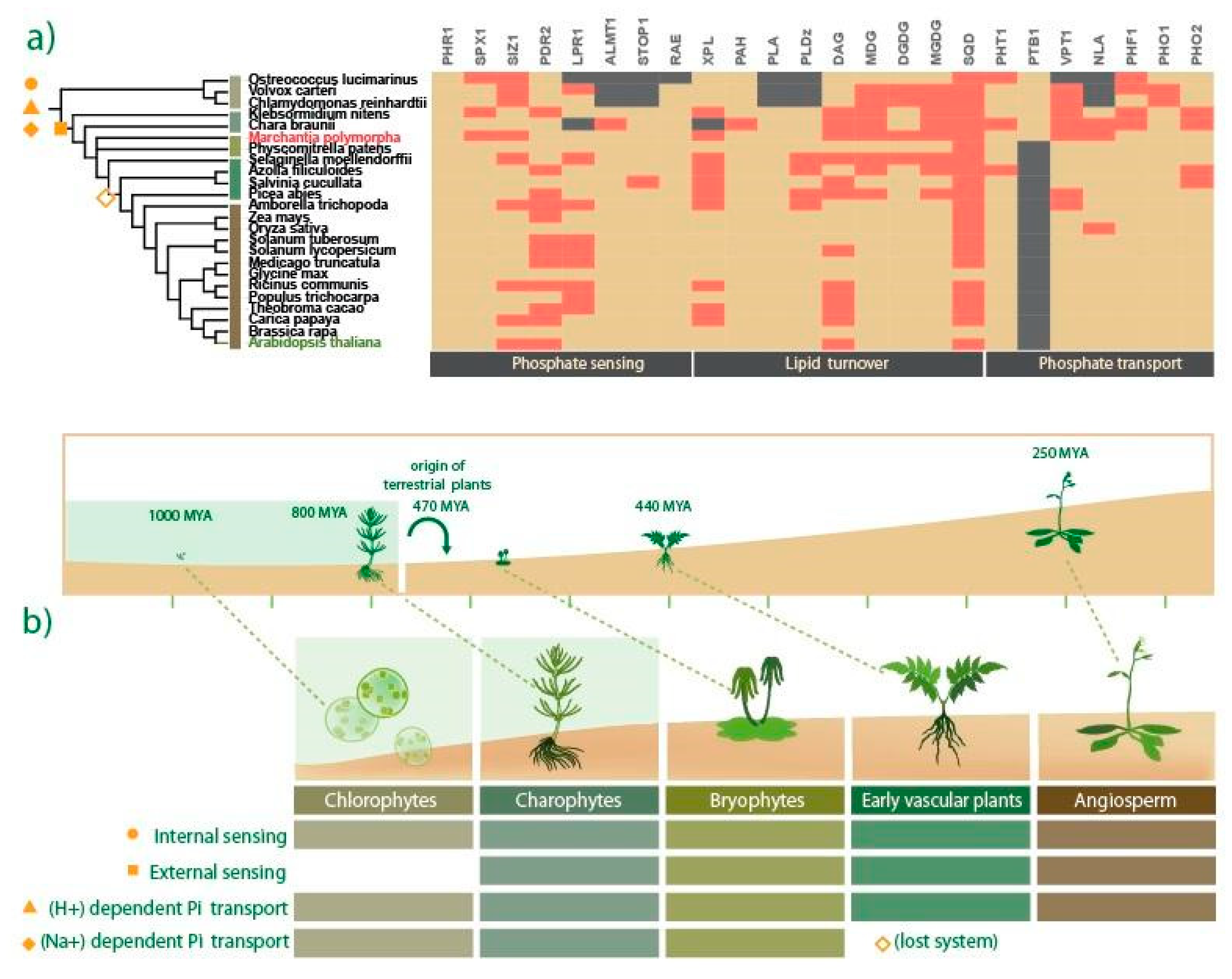 Ijms 21 08354 g001 Ijms 21 08354 g001