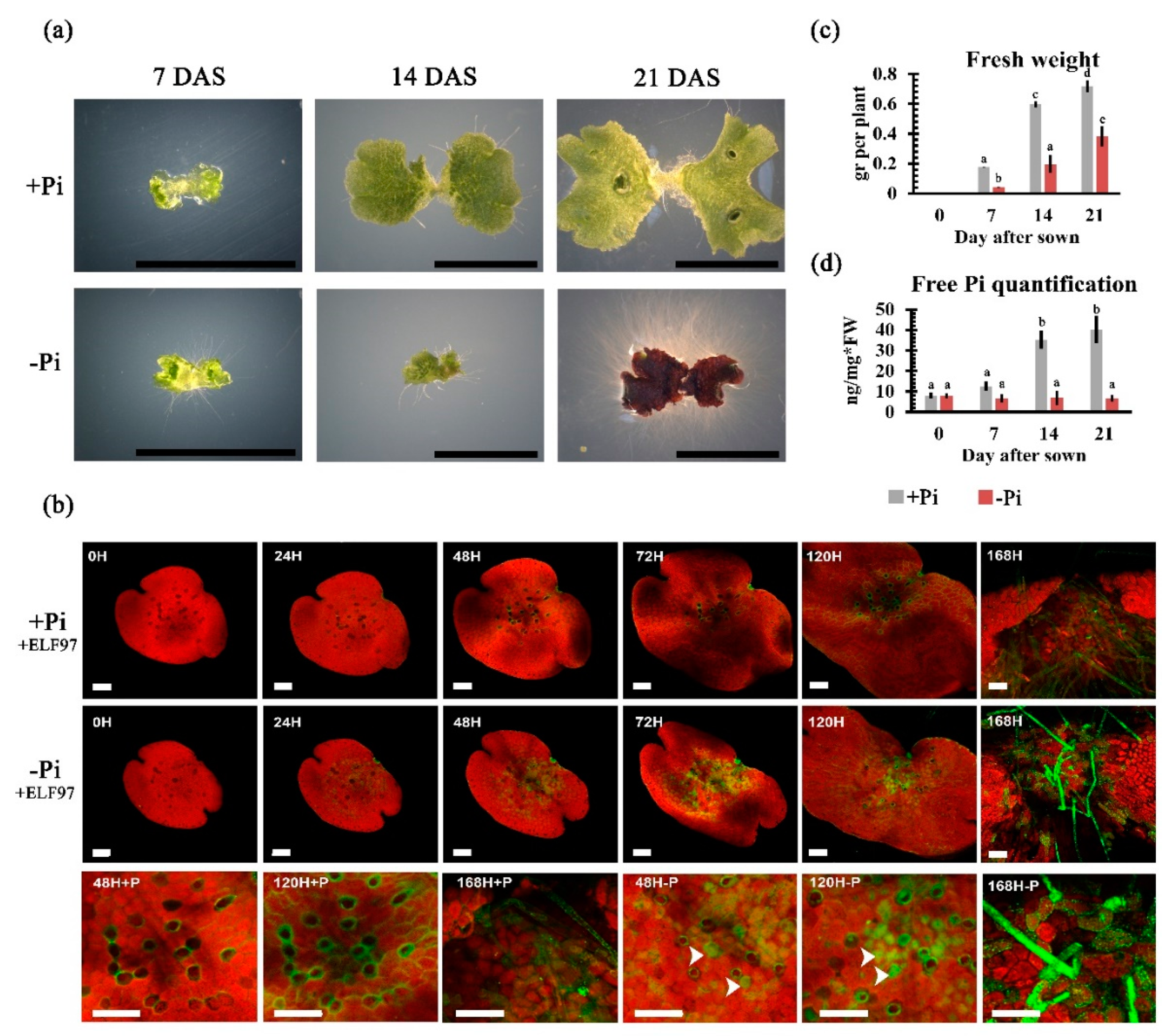 Ijms 21 08354 g002 Ijms 21 08354 g002