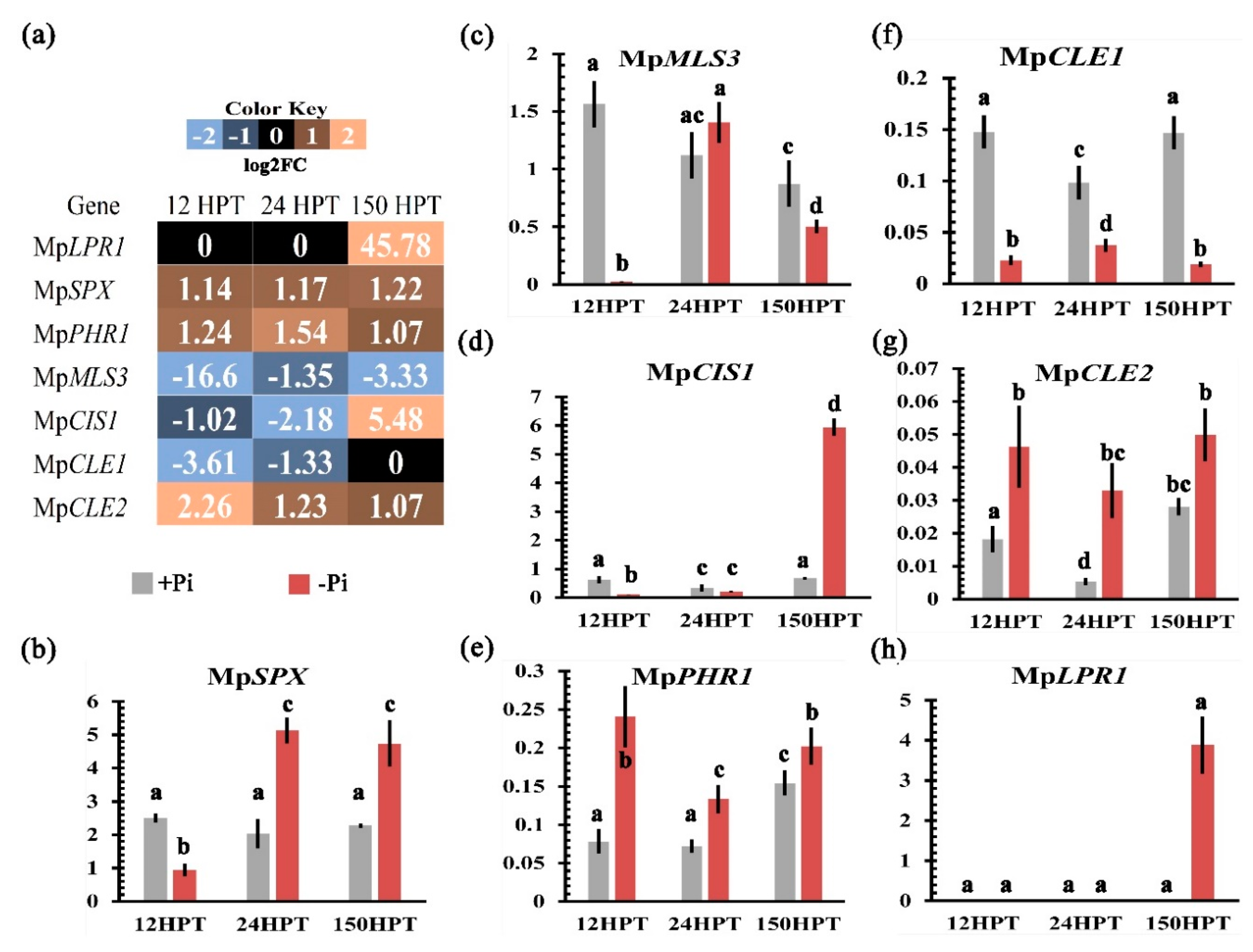 Ijms 21 08354 g004 Ijms 21 08354 g004