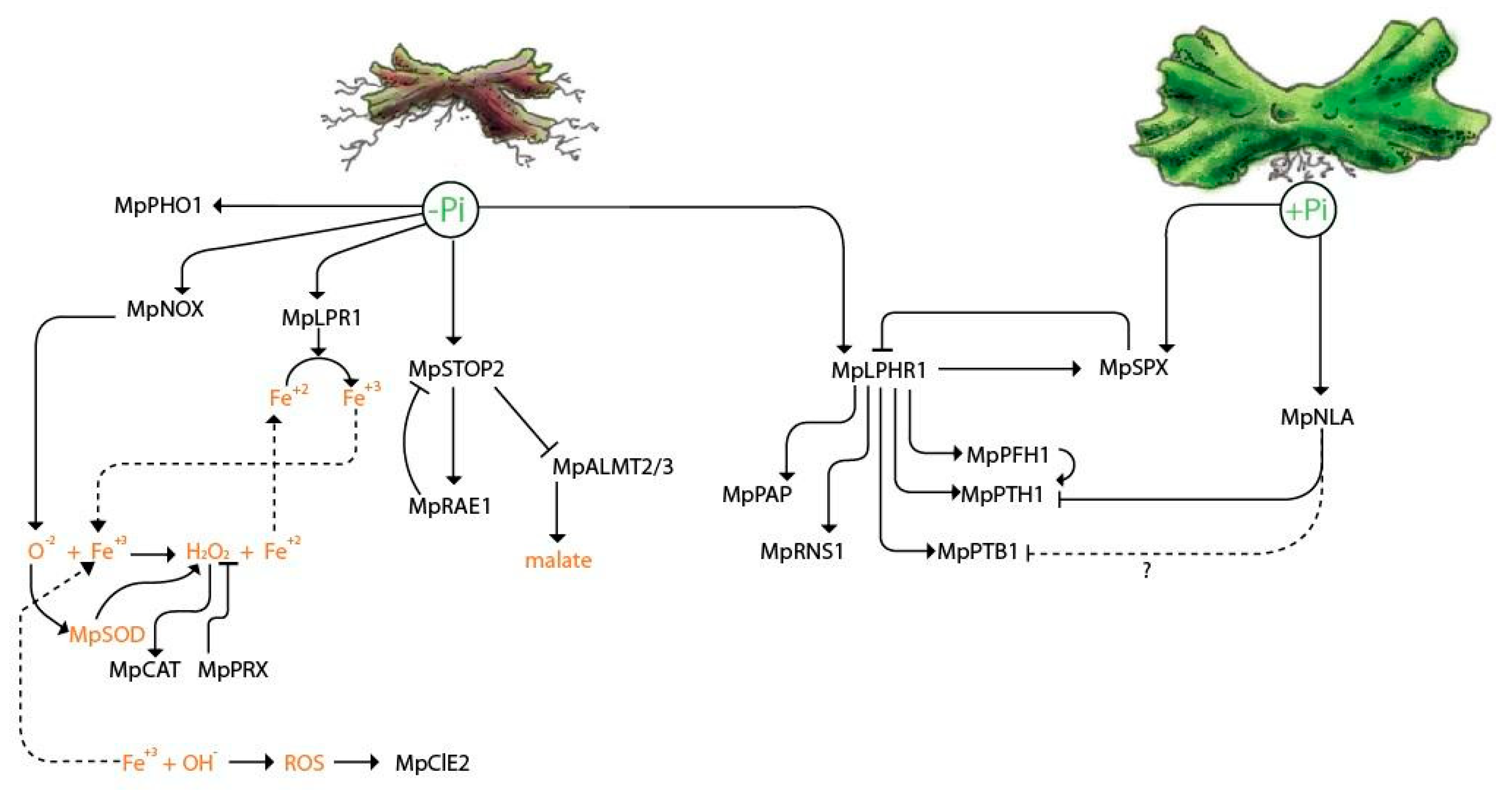 Ijms 21 08354 g006 Ijms 21 08354 g006